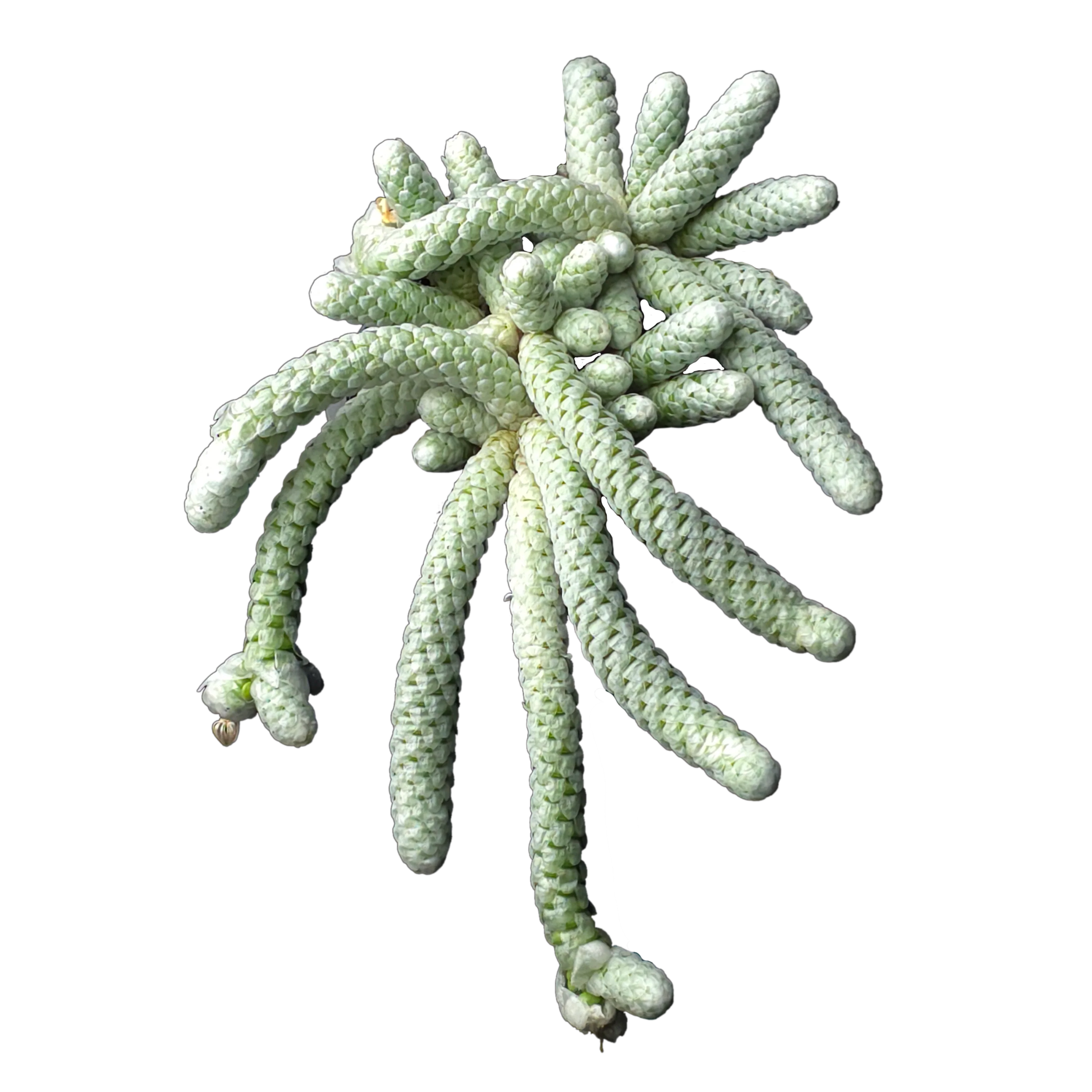 Avonia papyracea (syn. Anacampseros)