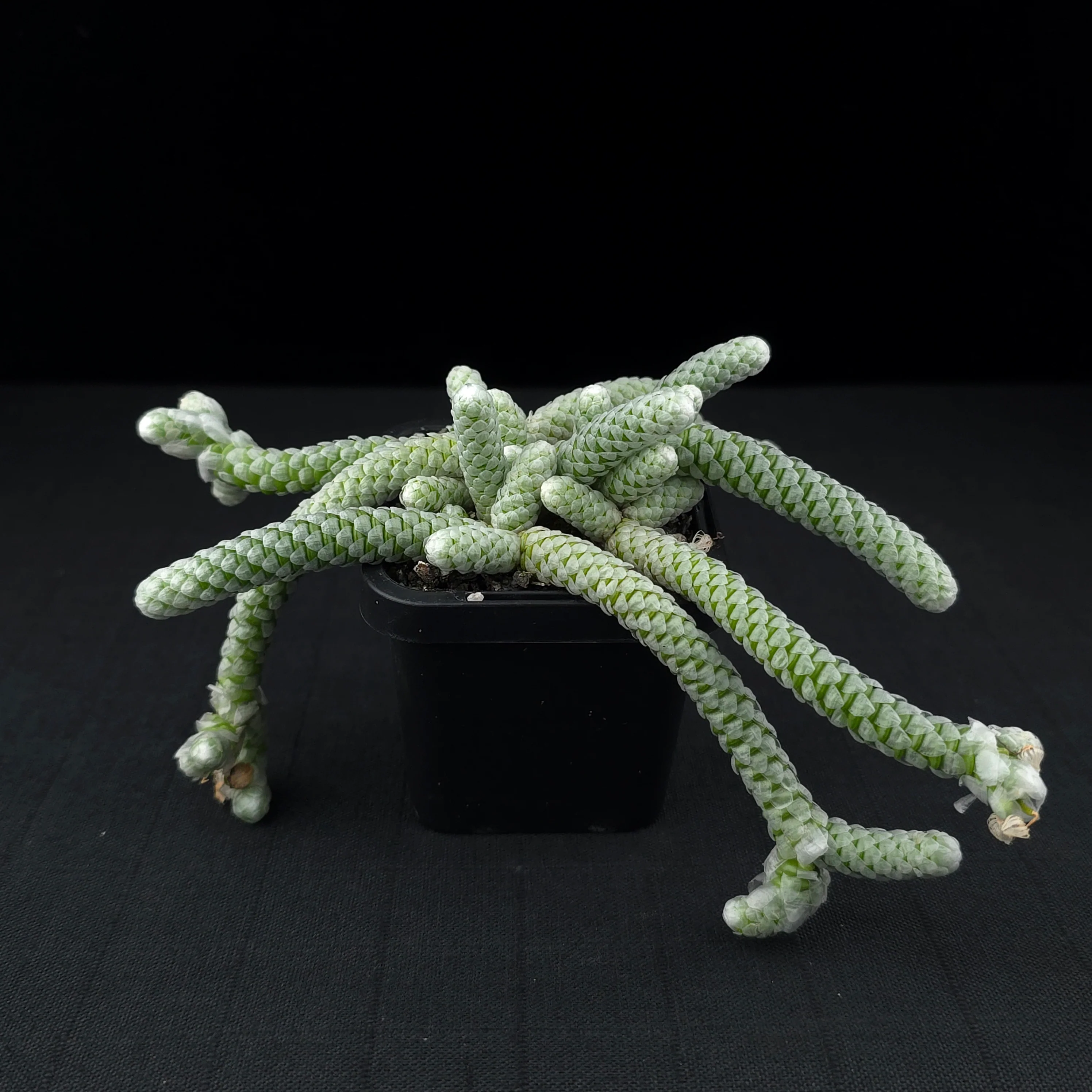 Avonia papyracea (syn. Anacampseros) - Image 3