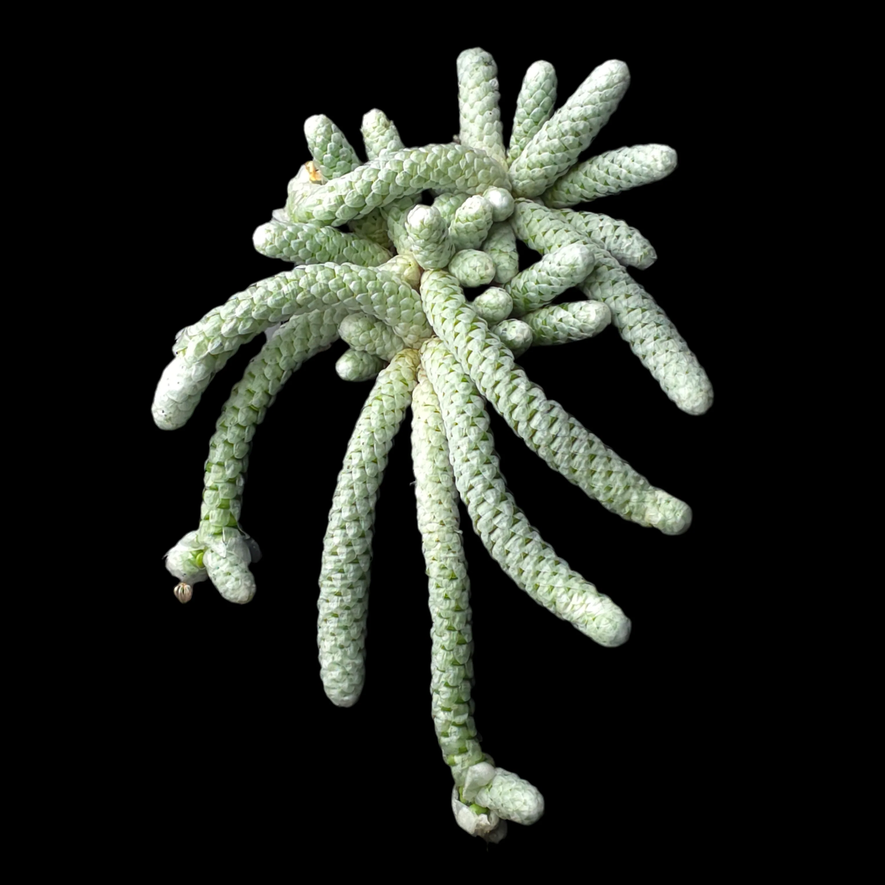 Avonia papyracea (syn. Anacampseros) - Image 4