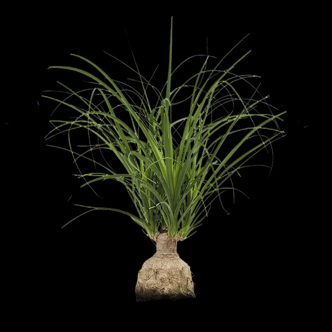 Beaucarnea recurvata 'Ponytail Palm'