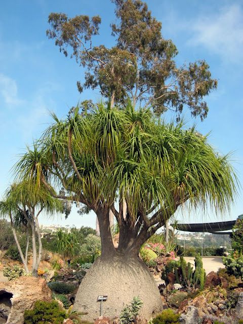 Beaucarnea recurvata 'Ponytail Palm' - Image 2