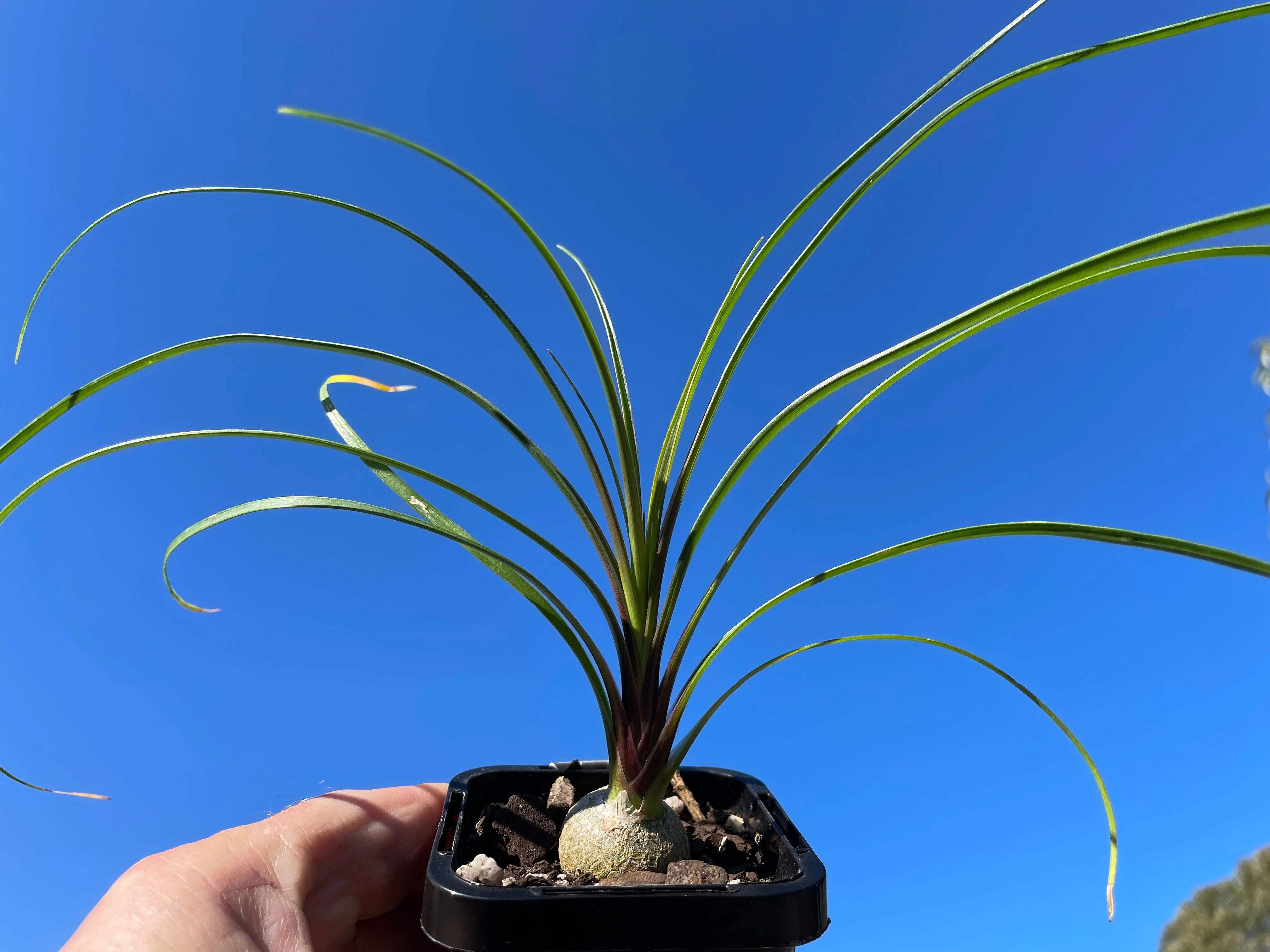 Beaucarnea recurvata 'Ponytail Palm' - Image 3