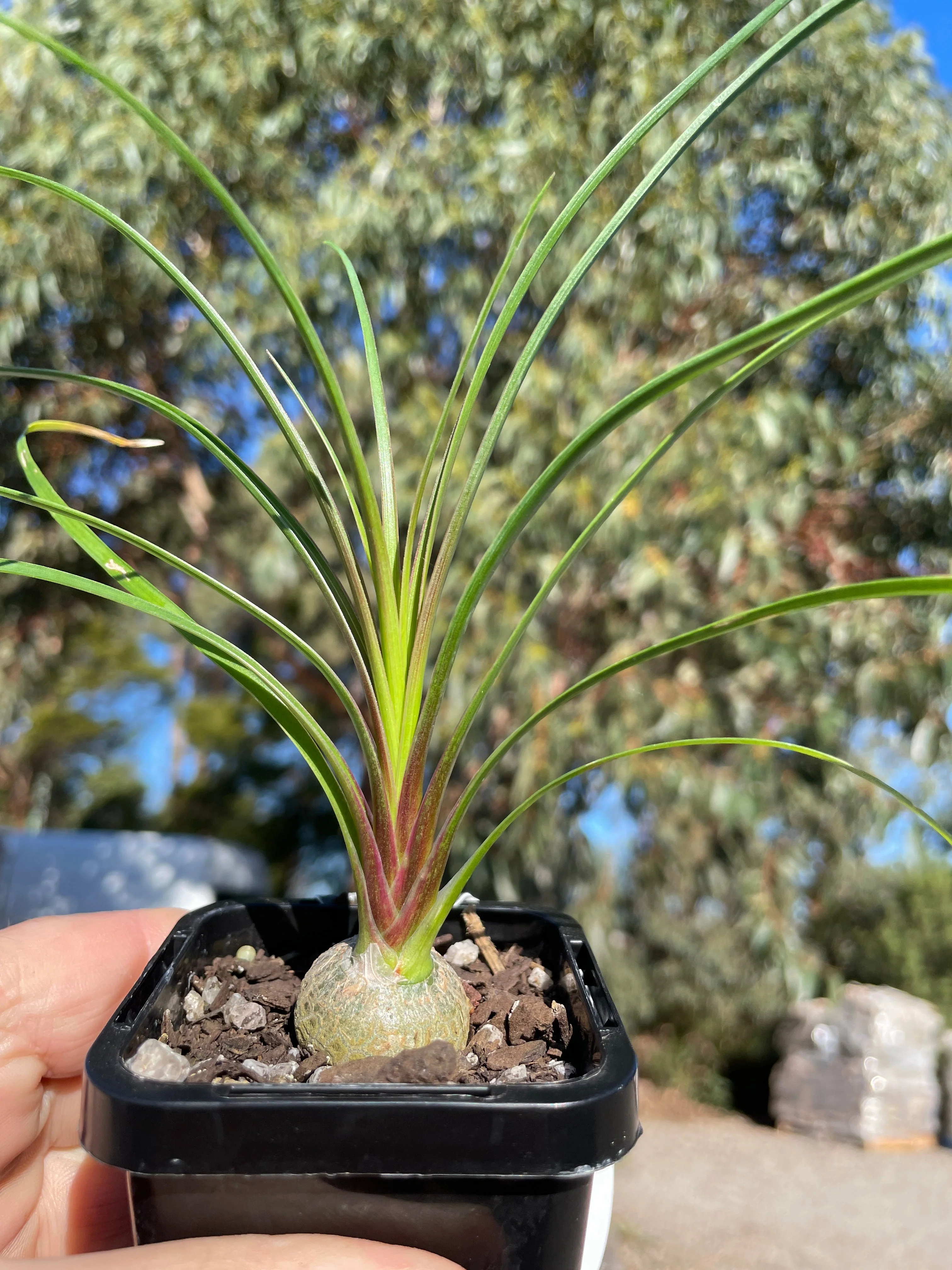 Beaucarnea recurvata 'Ponytail Palm' - Image 4
