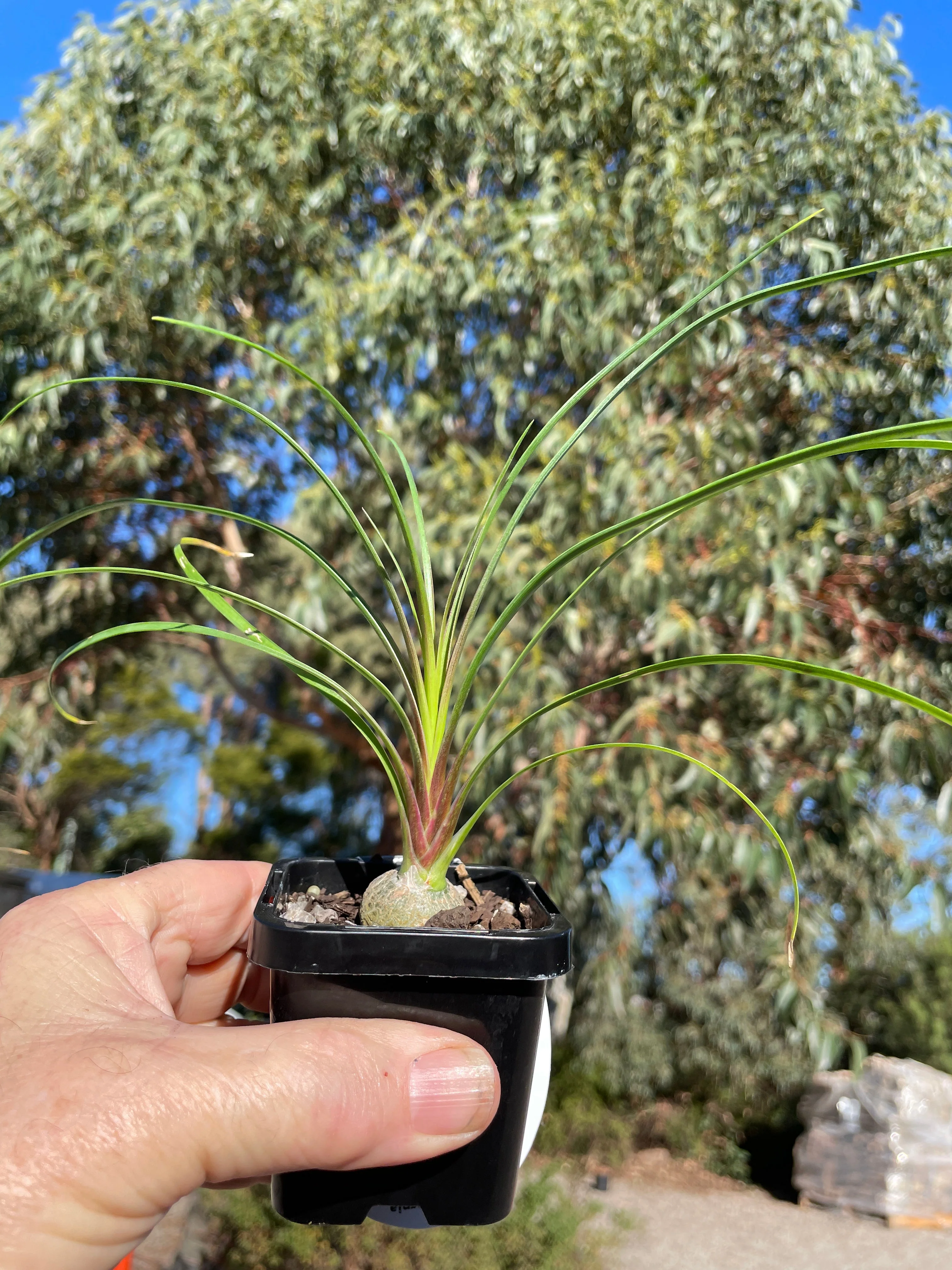 Beaucarnea recurvata 'Ponytail Palm' - Image 5