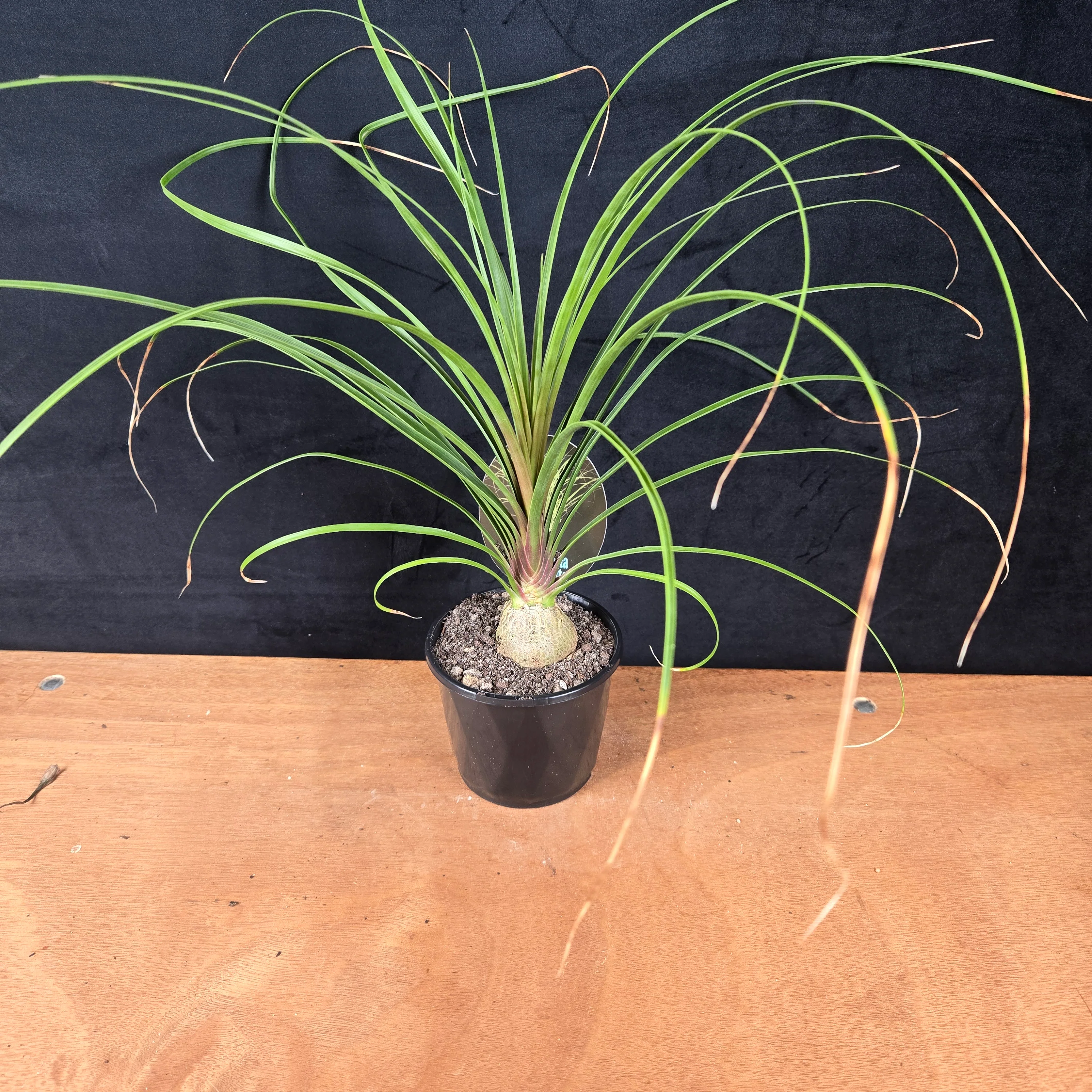Beaucarnea recurvata 'Ponytail Palm' - Image 6