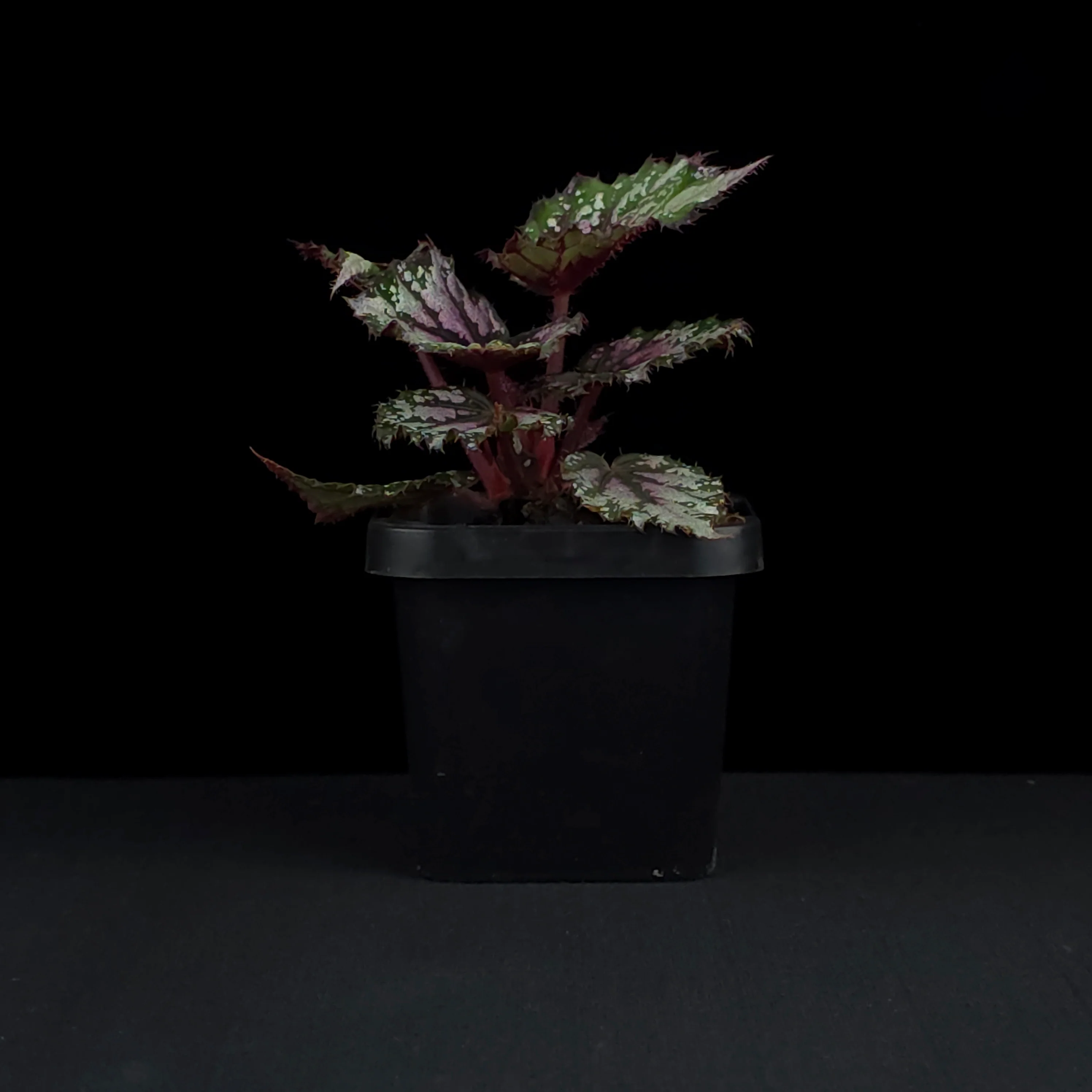 Begonia 'African Jungle' (WA - Prohibited) - Image 2
