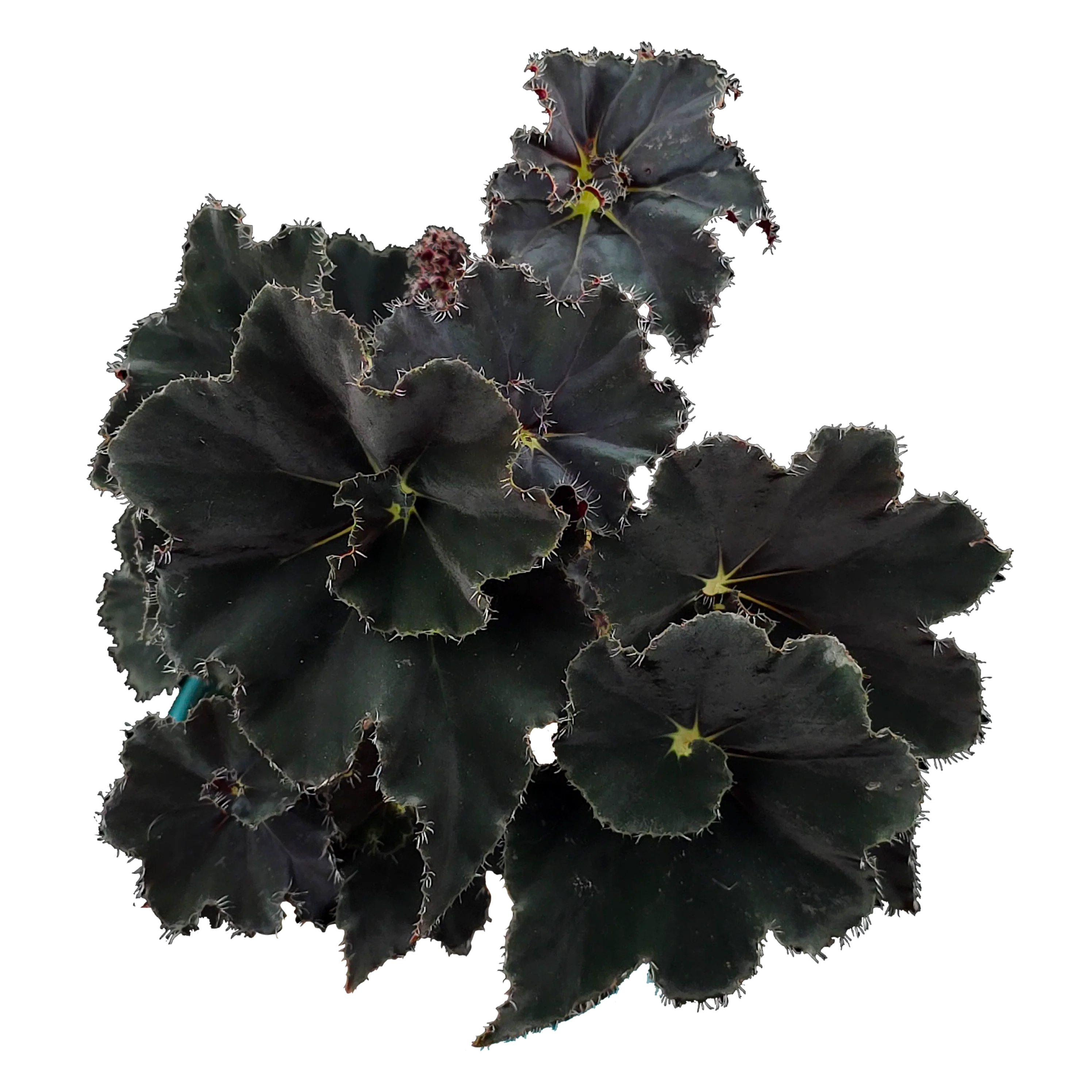 Begonia 'Dark Mamba' (WA Prohibited)