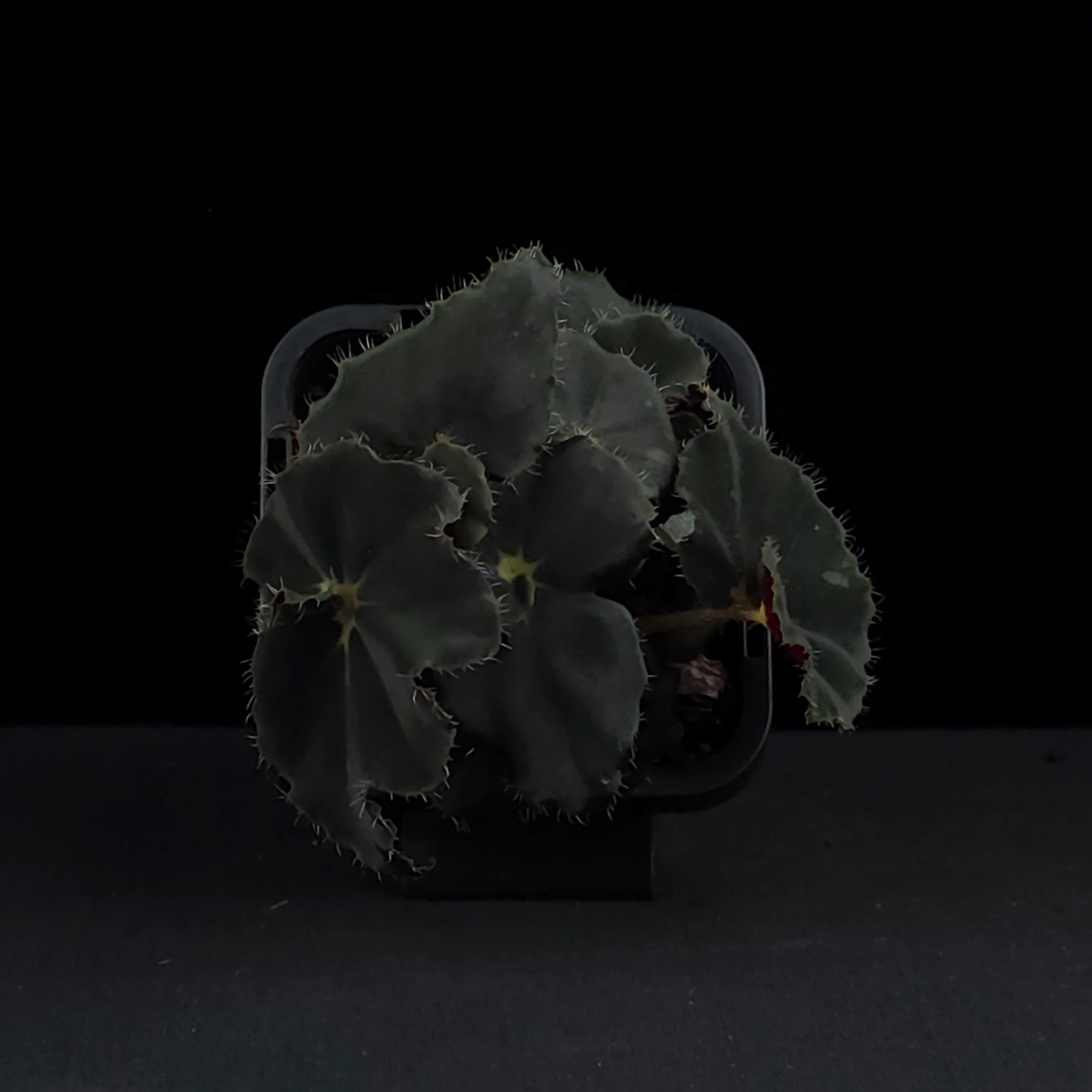 Begonia 'Dark Mamba' (WA Prohibited) - Image 2