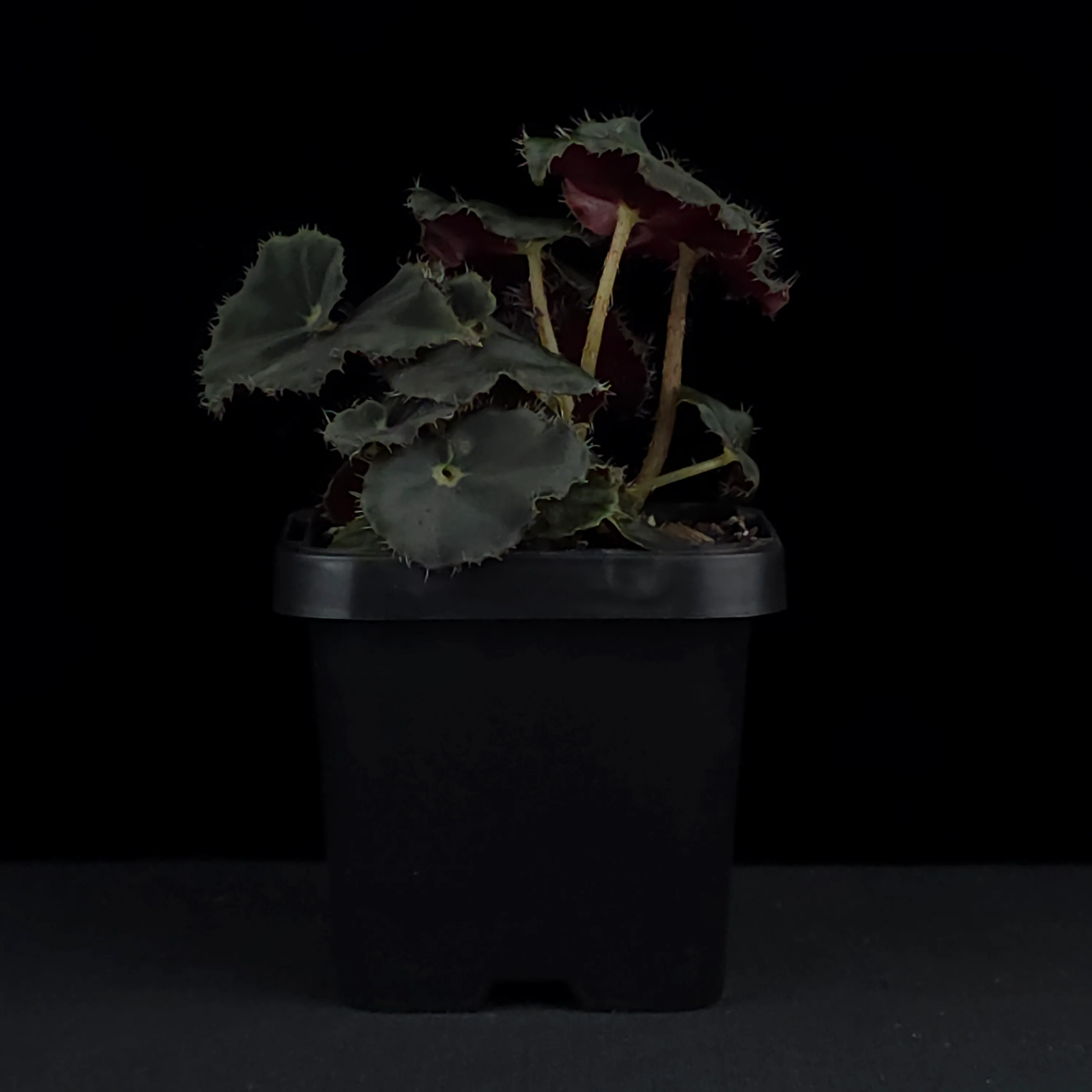 Begonia 'Dark Mamba' (WA Prohibited) - Image 3
