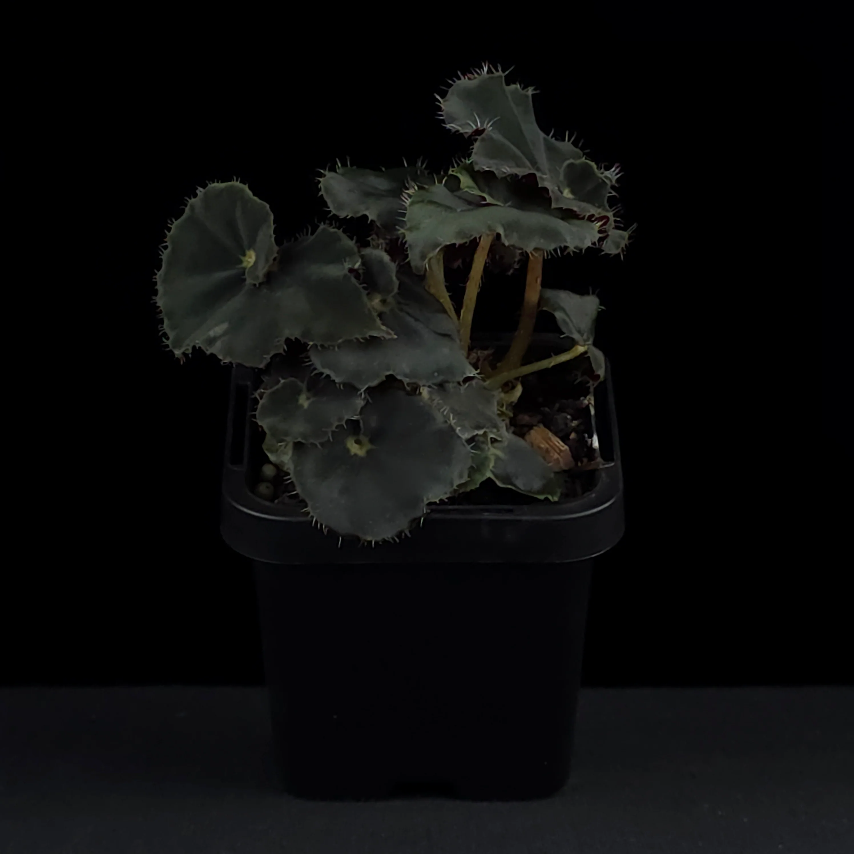 Begonia 'Dark Mamba' (WA Prohibited) - Image 4