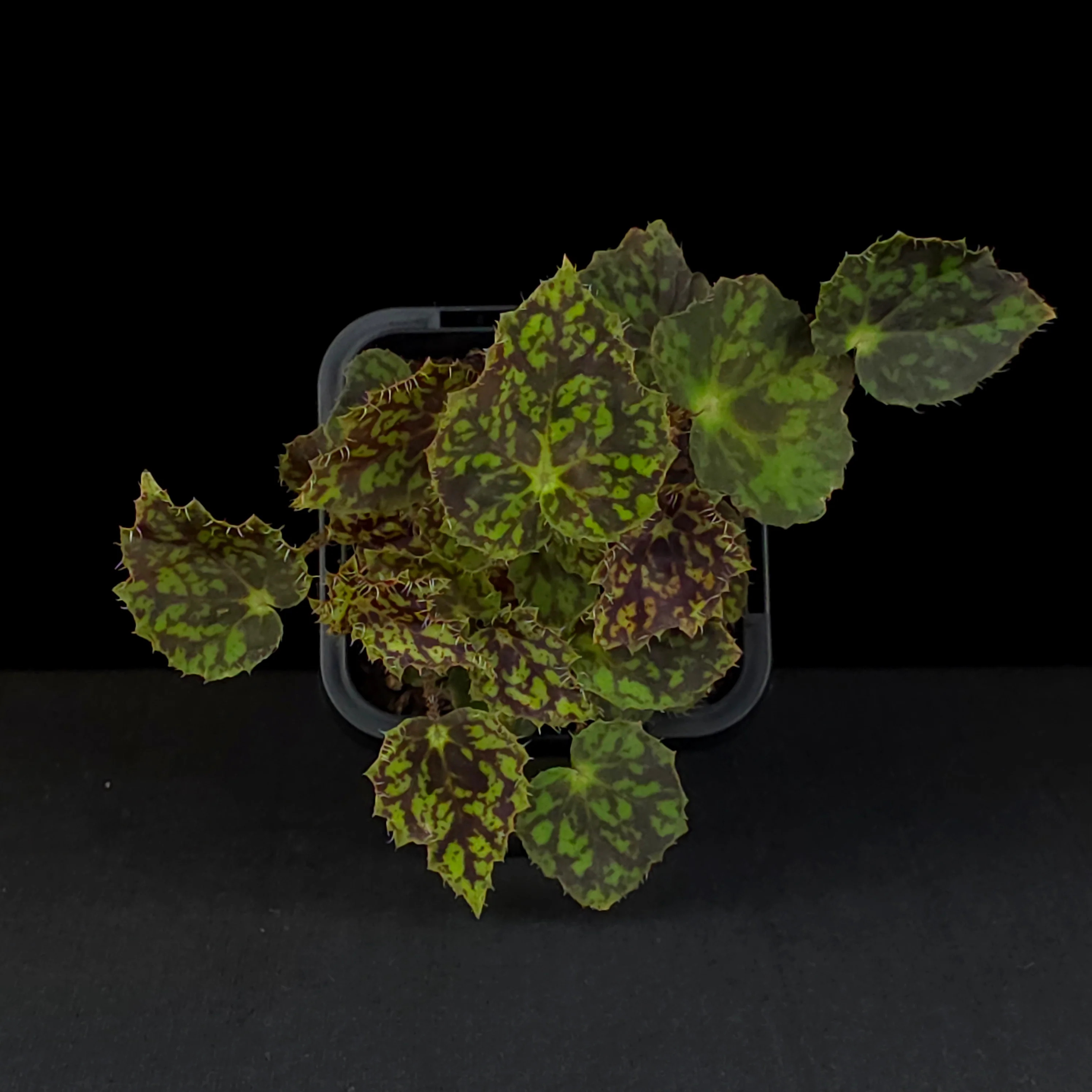 Begonia 'Bright Eyes' (WA prohibited) - Image 3