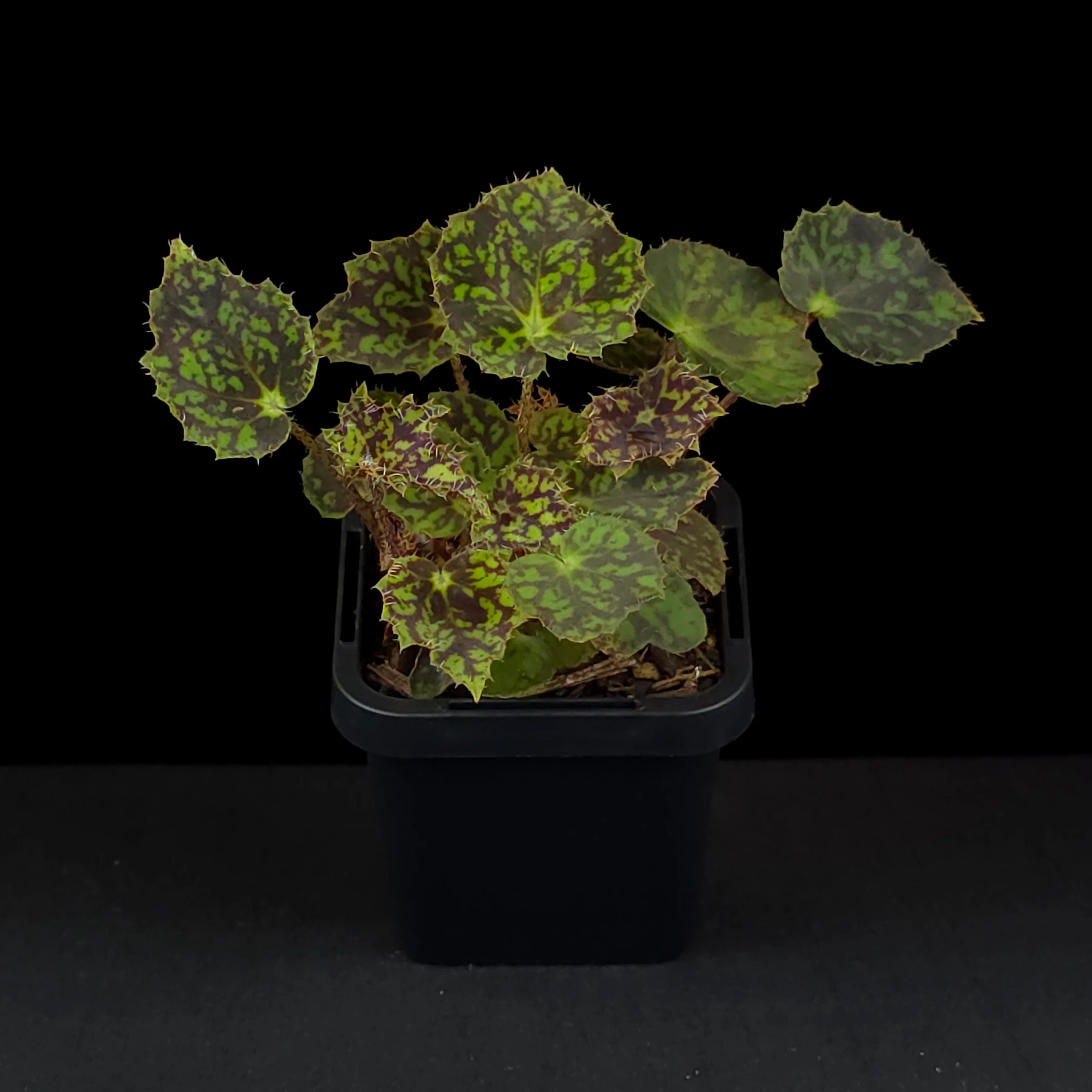 Begonia 'Bright Eyes' (WA prohibited) - Image 4