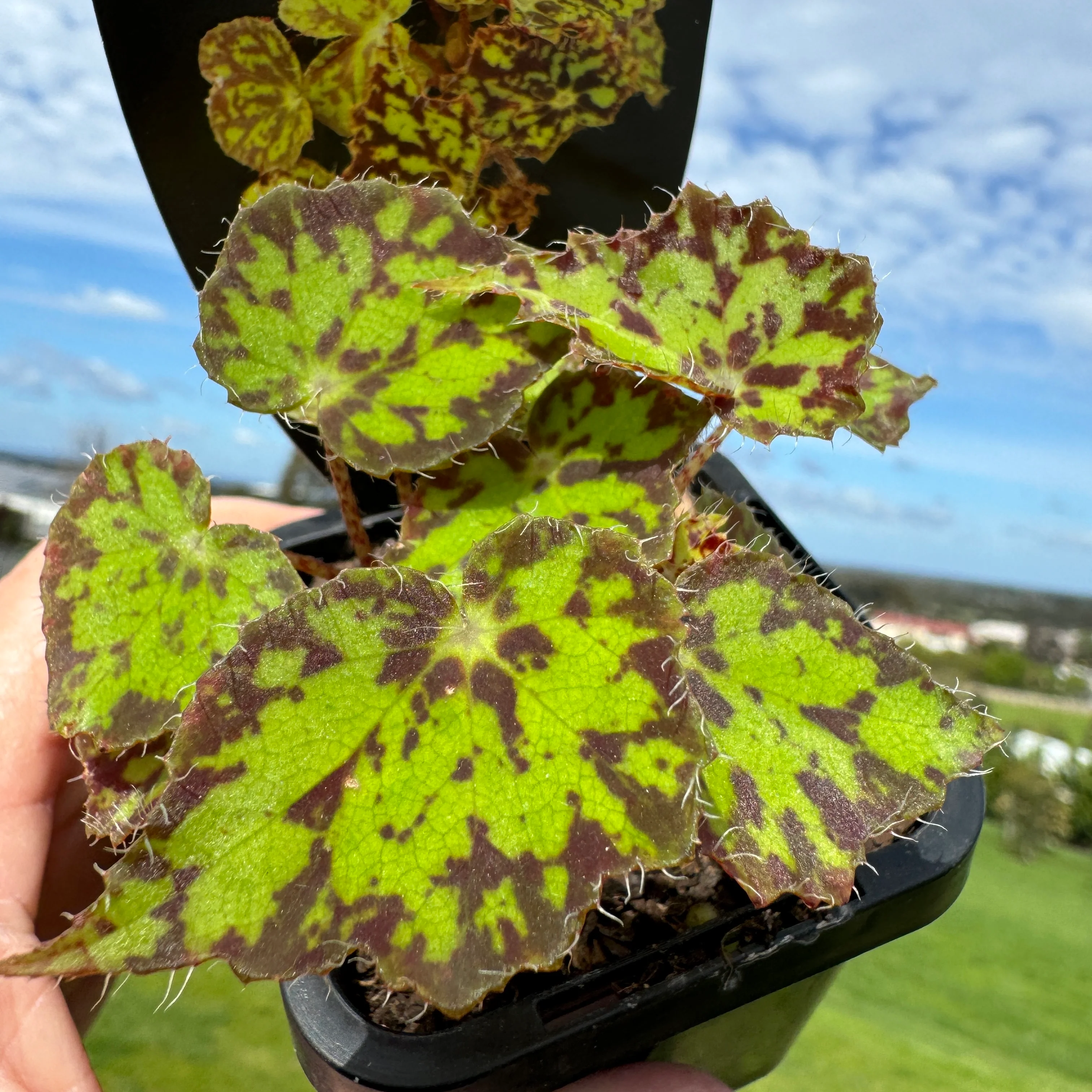 Begonia 'Bright Eyes' (WA prohibited) - Image 5
