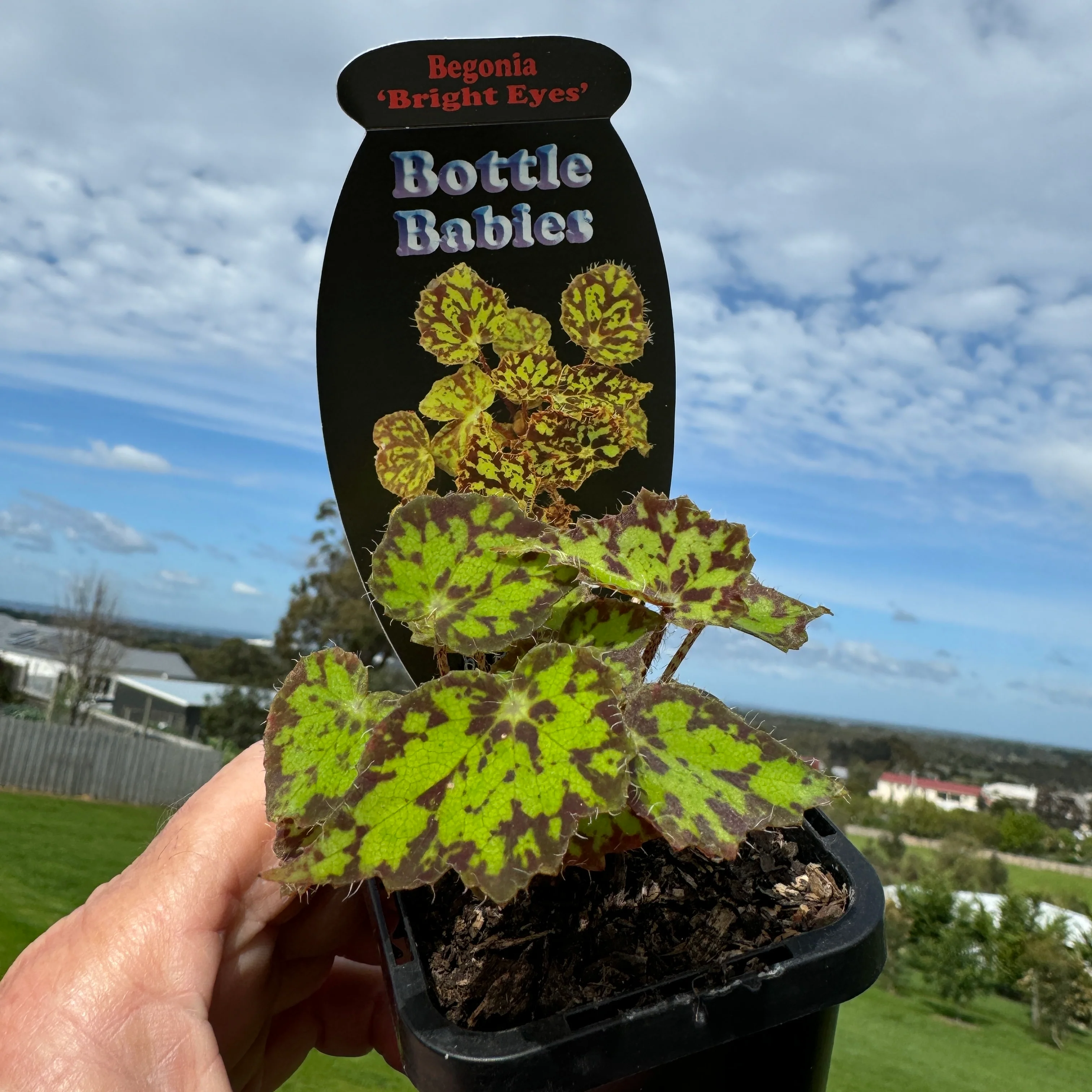 Begonia 'Bright Eyes' (WA prohibited) - Image 6