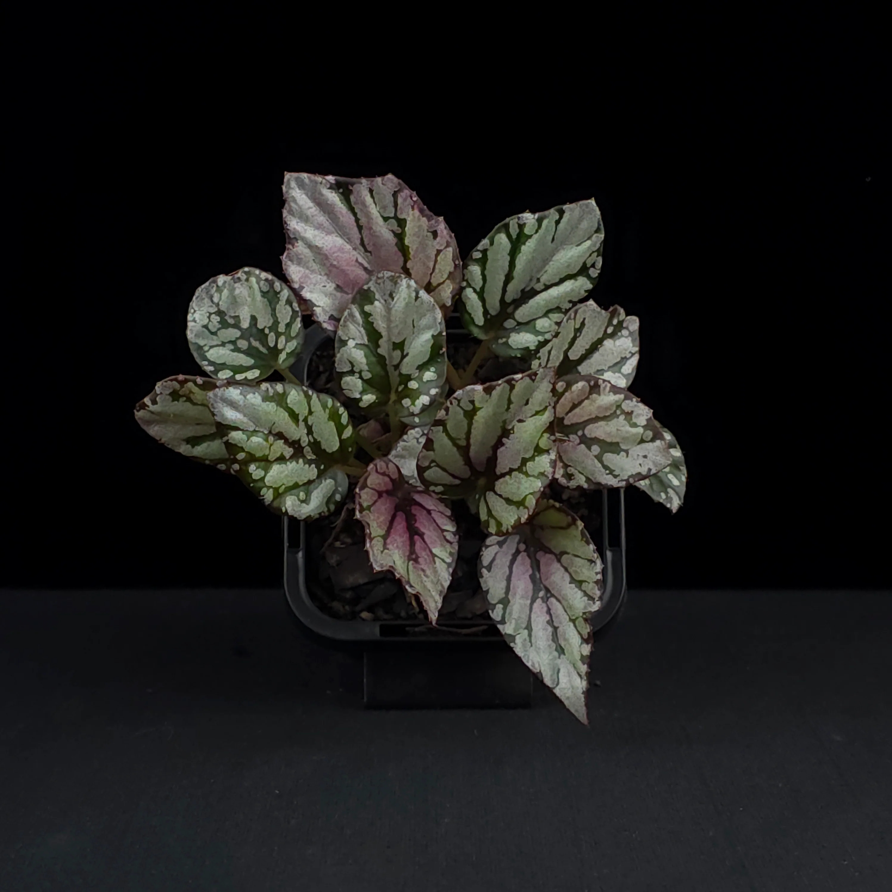 Begonia 'Hugh McLaughlin' (WA Prohibited) - Image 3