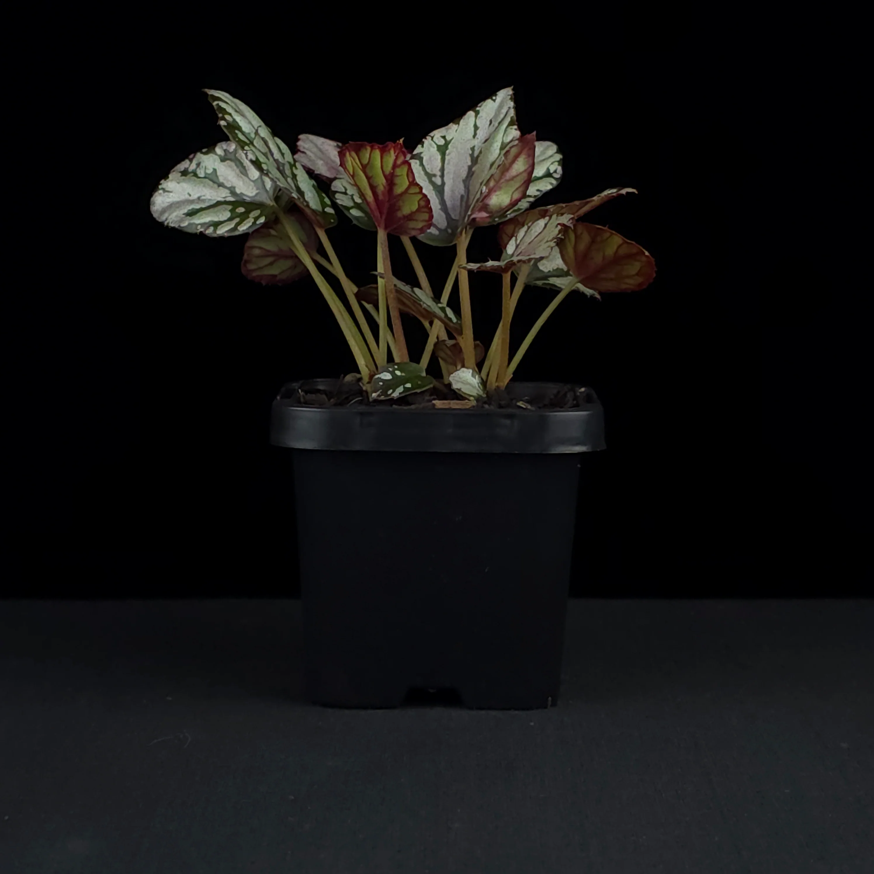 Begonia 'Hugh McLaughlin' (WA Prohibited) - Image 4