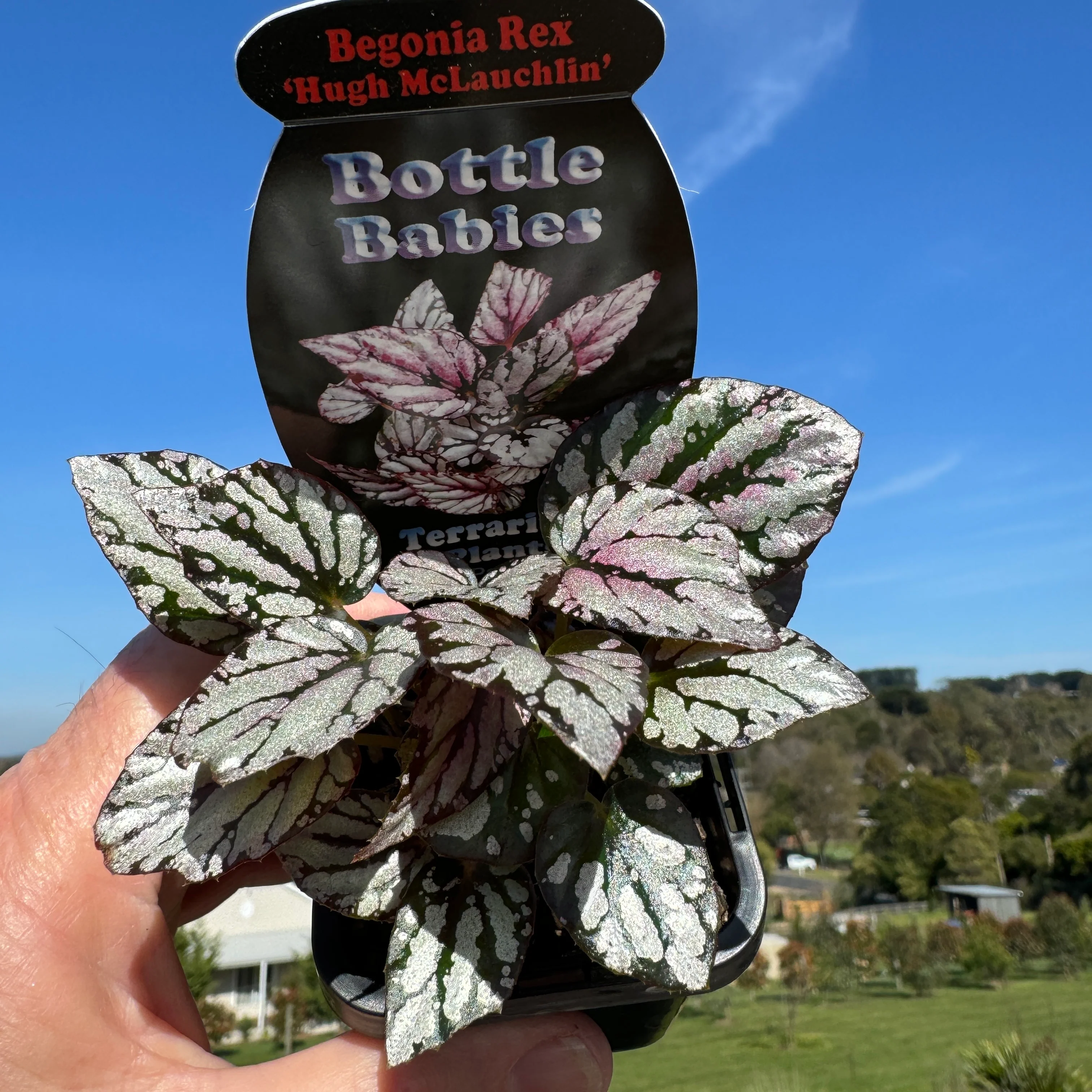Begonia 'Hugh McLaughlin' (WA Prohibited) - Image 5