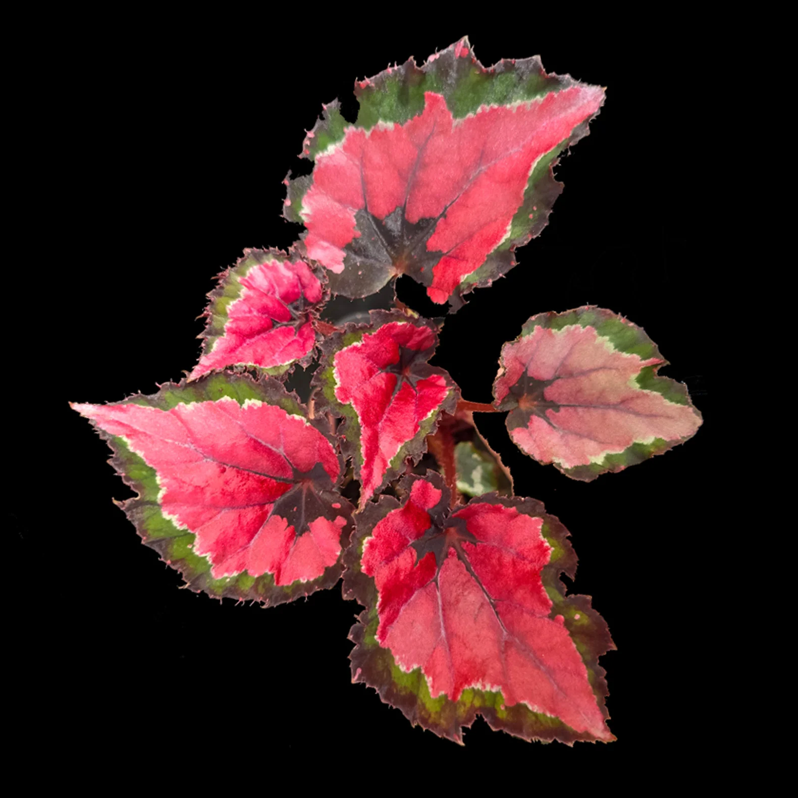 Begonia 'Inca Night' (WA - Prohibited)
