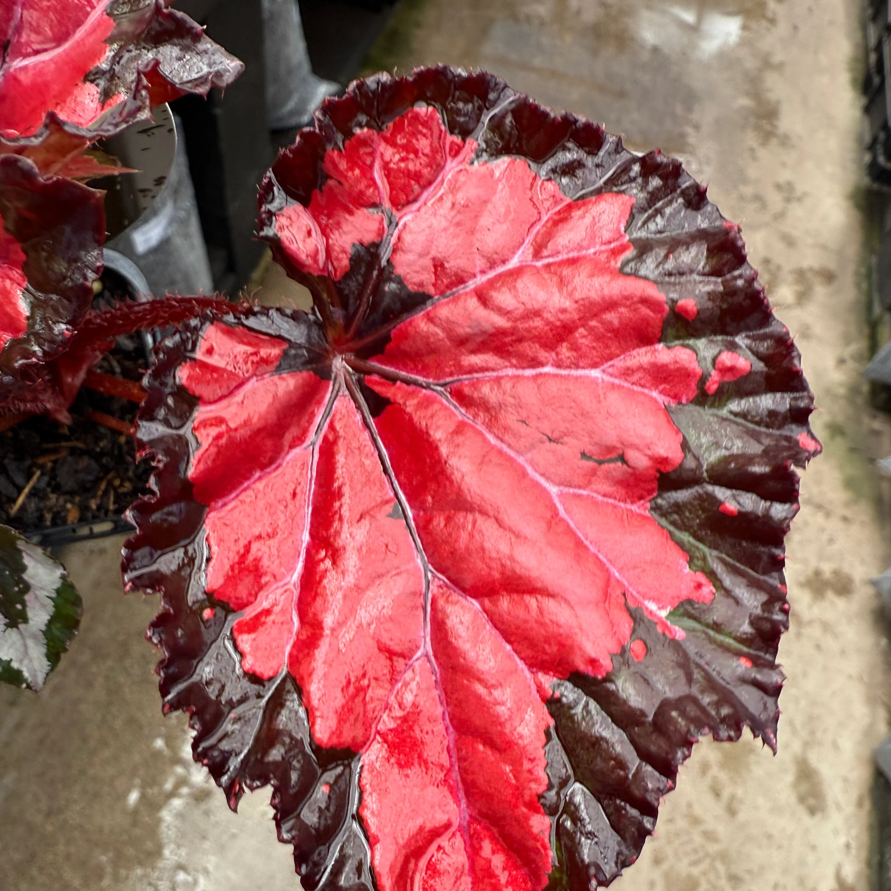 Begonia 'Inca Night' (WA - Prohibited) - Image 2