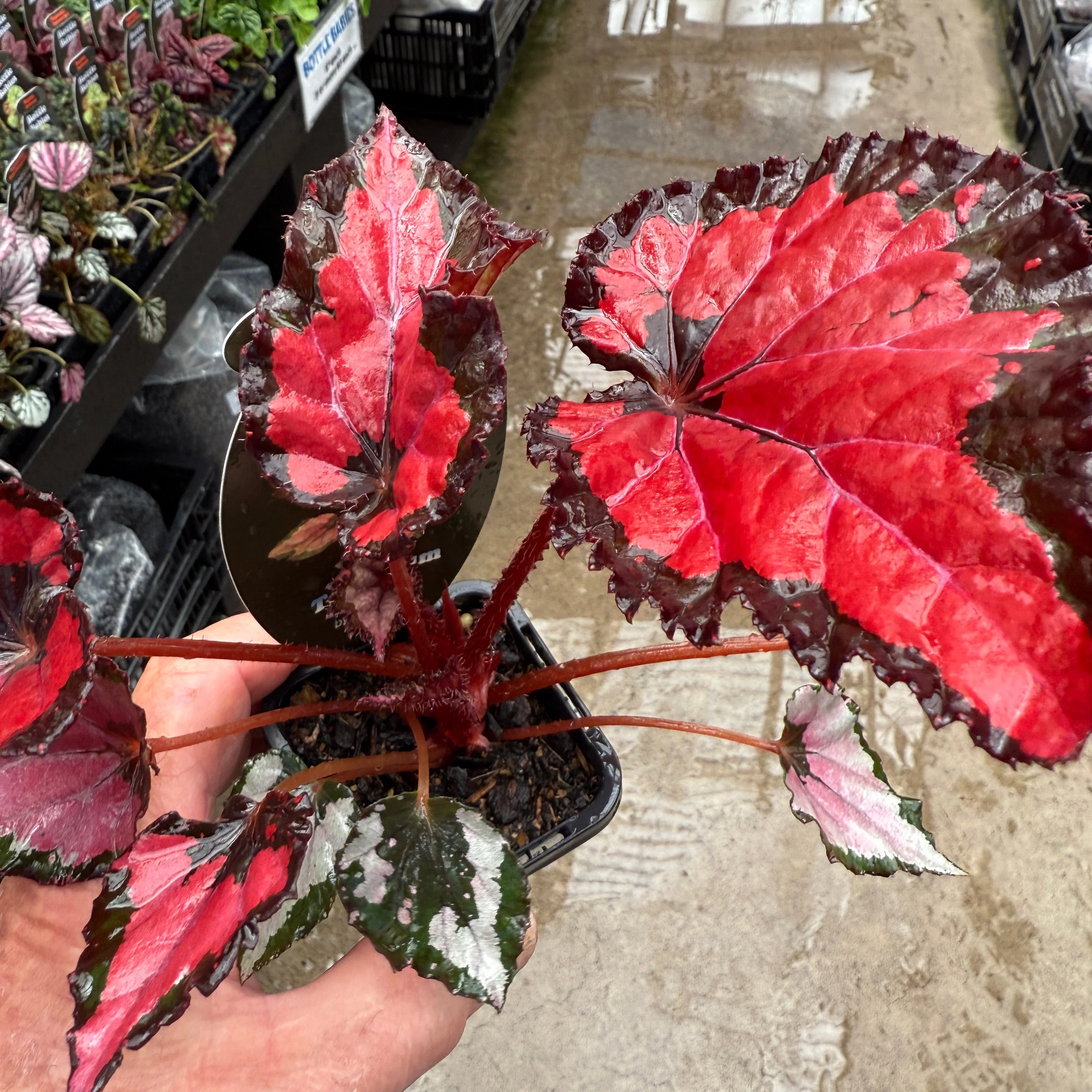 Begonia 'Inca Night' (WA - Prohibited) - Image 3