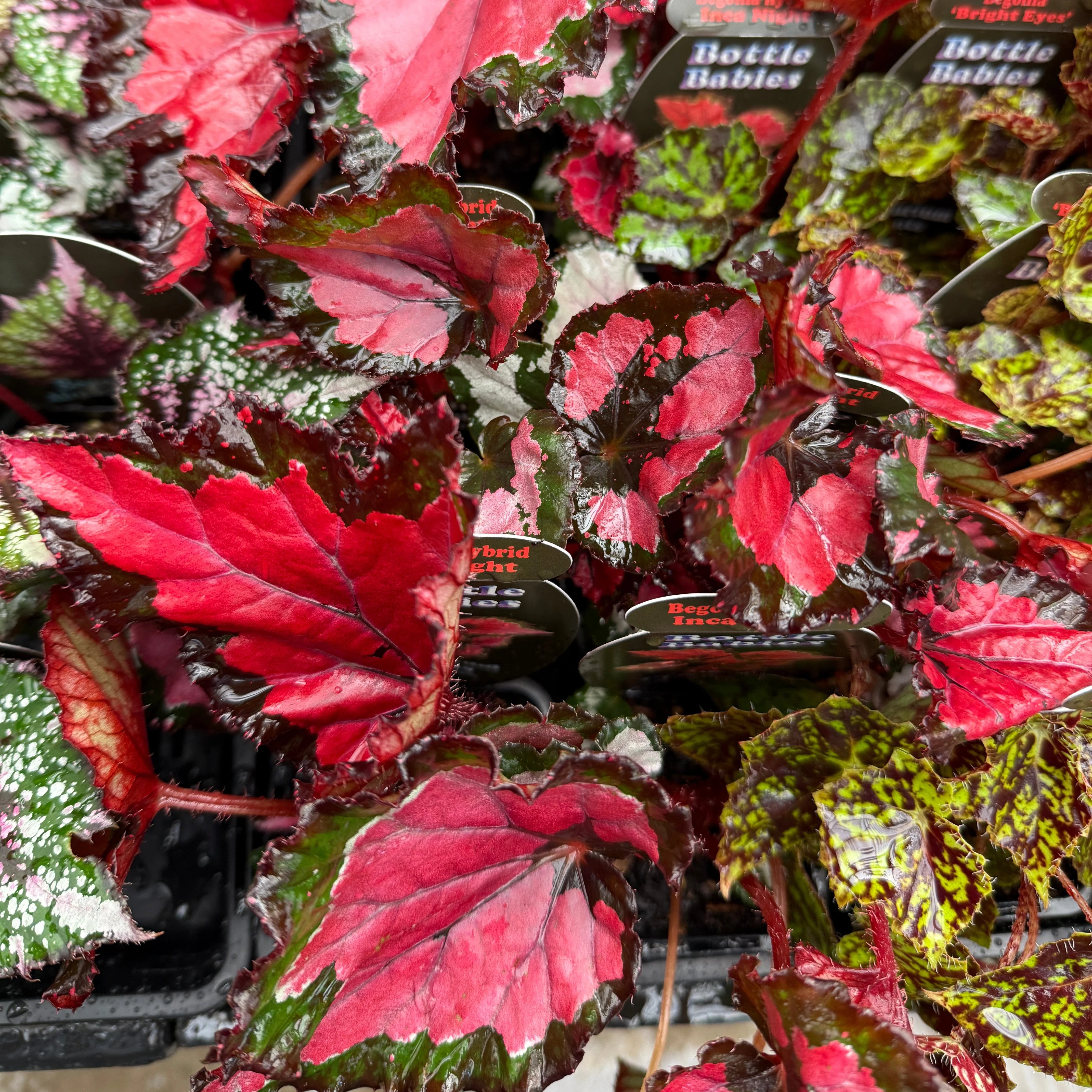 Begonia 'Inca Night' (WA - Prohibited) - Image 4