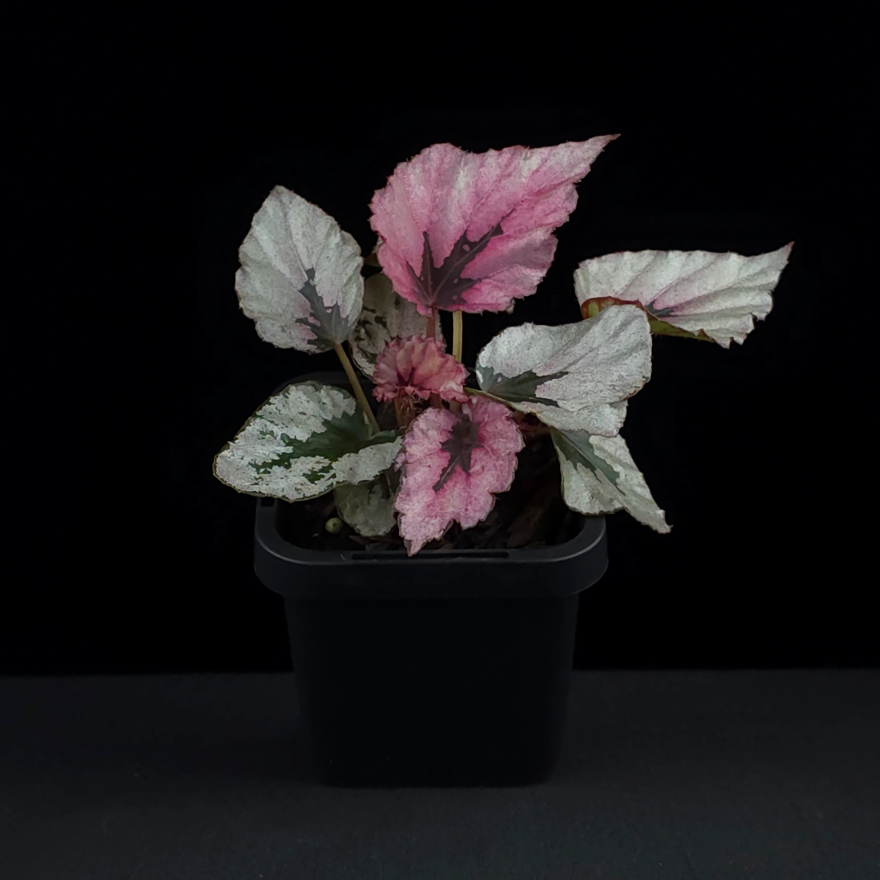 Begonia 'Indian Summer' (WA prohibited) - Image 3