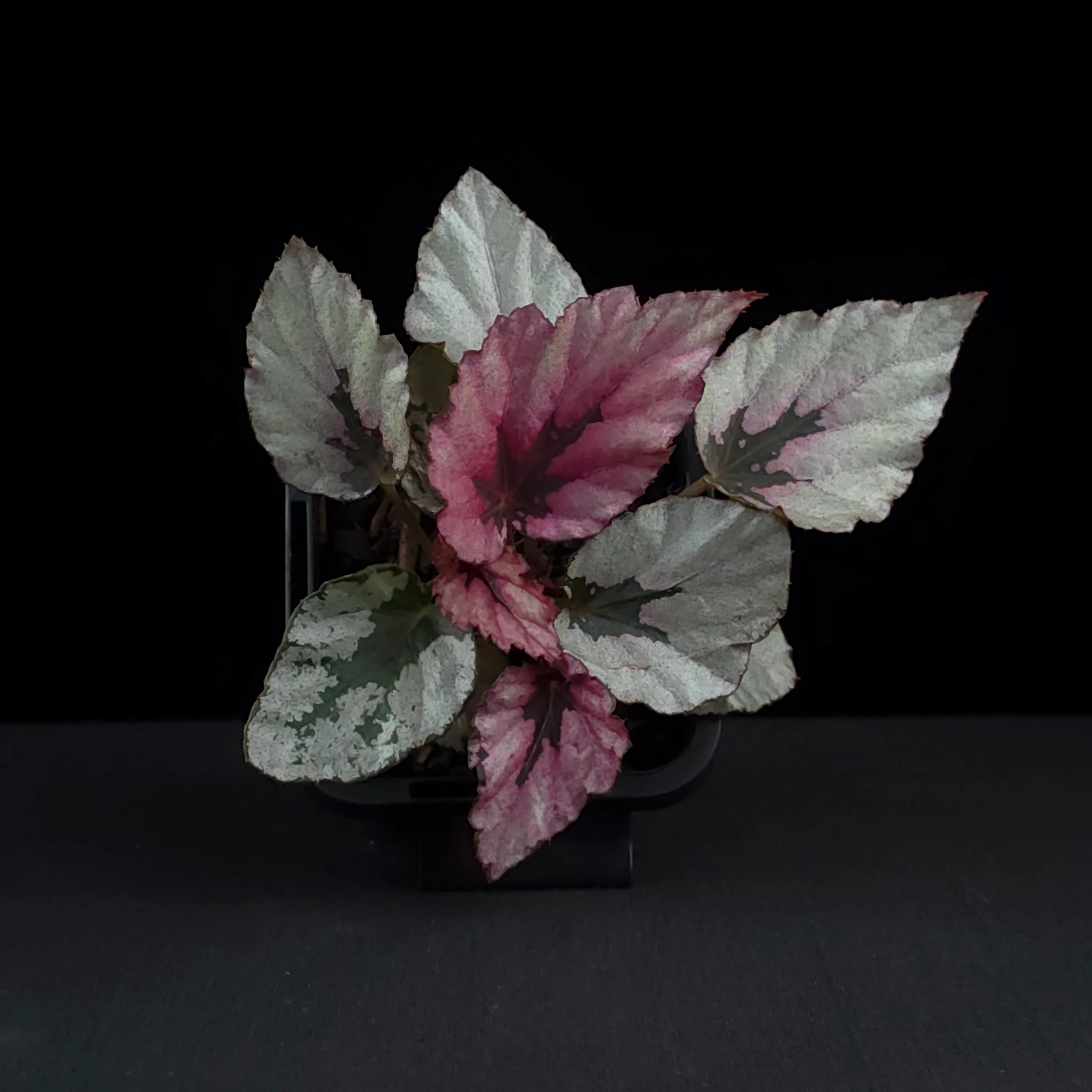 Begonia 'Indian Summer' (WA prohibited) - Image 4