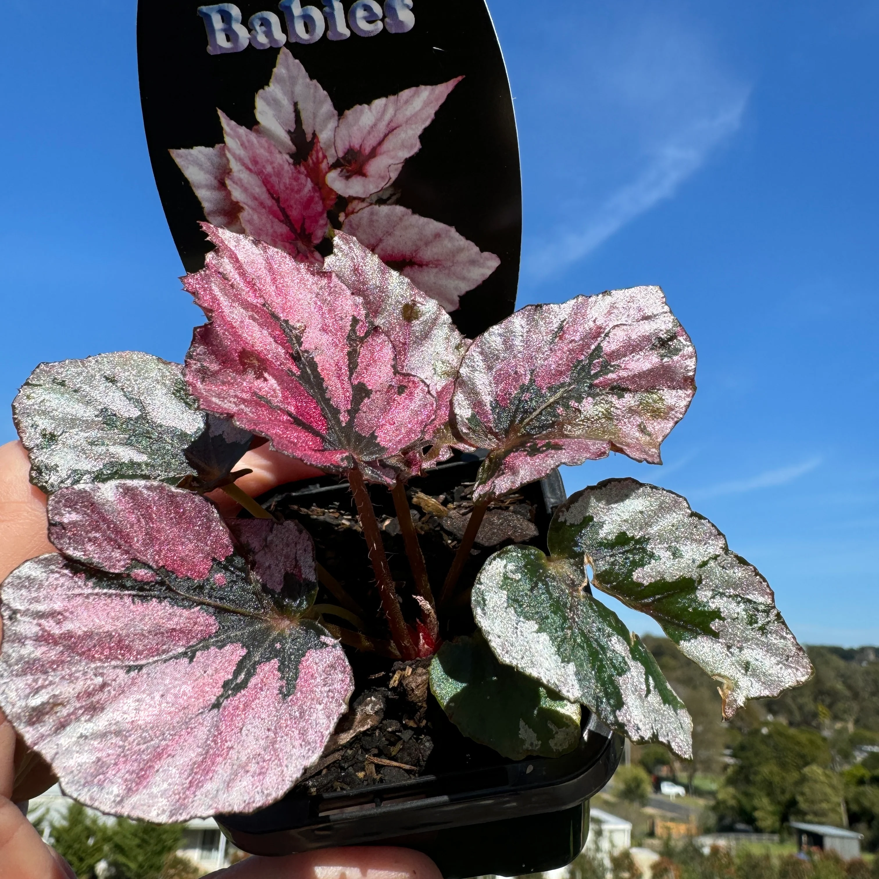 Begonia 'Indian Summer' (WA prohibited) - Image 5