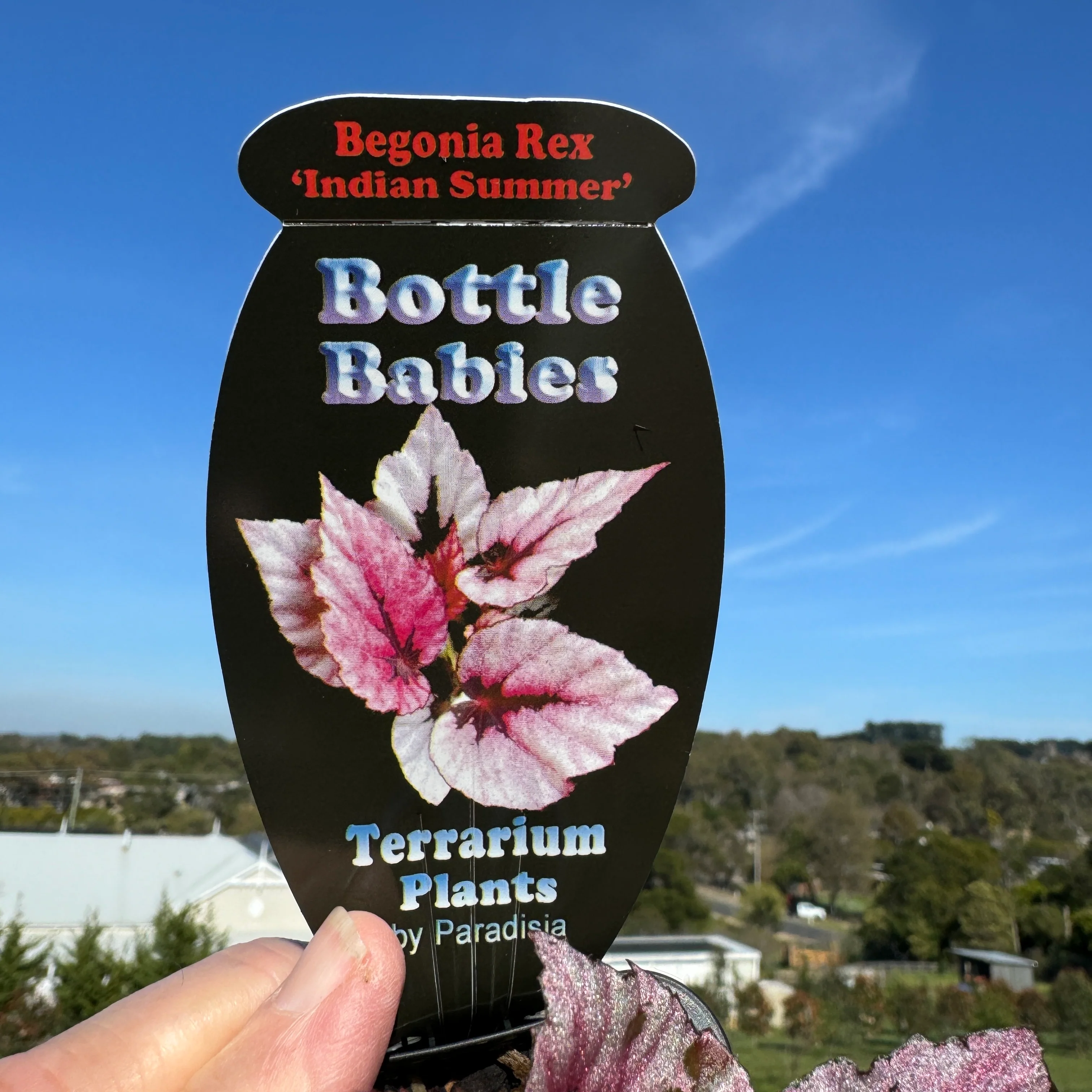 Begonia 'Indian Summer' (WA prohibited) - Image 6