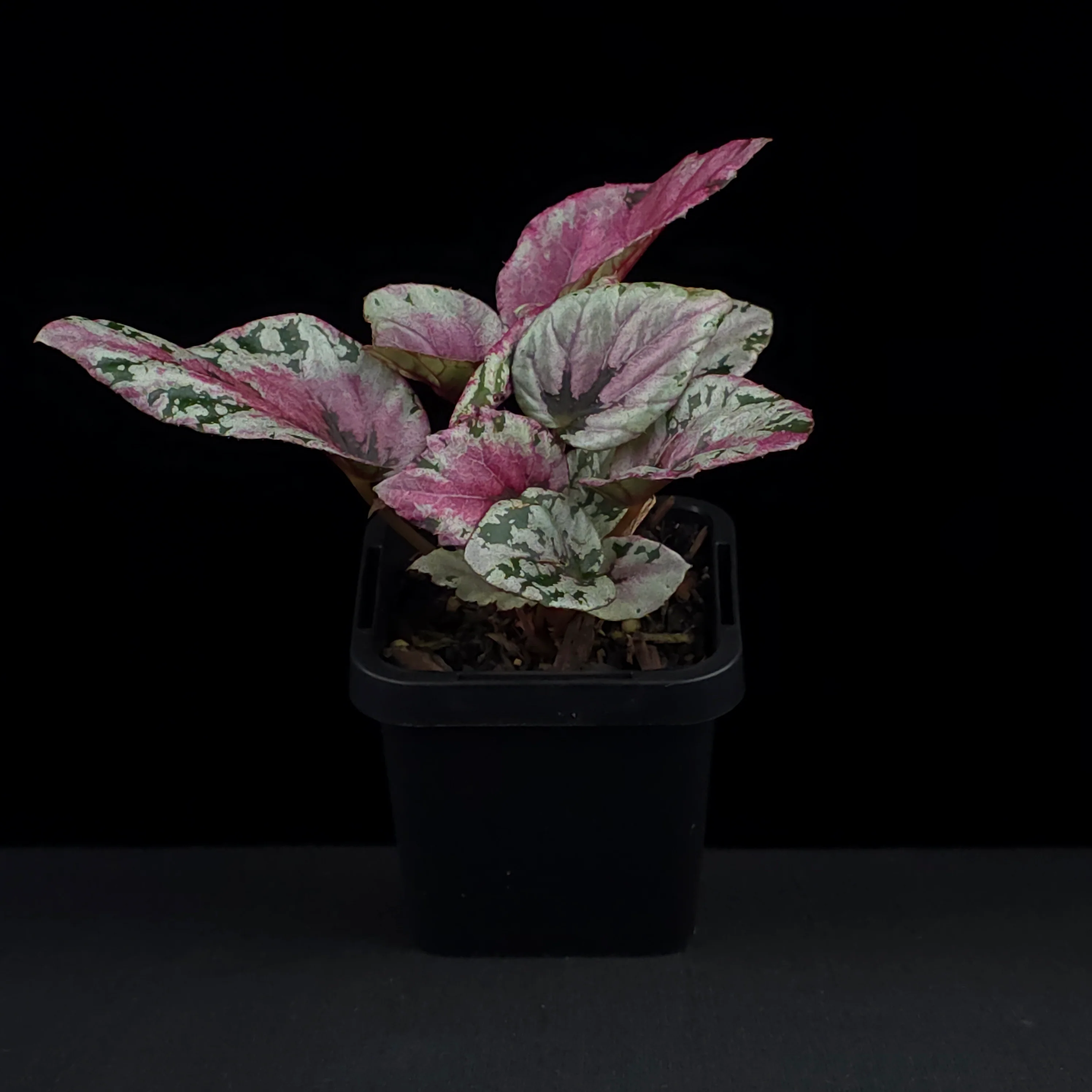 Begonia 'Maui Sunset' (WA Prohibited) - Image 3