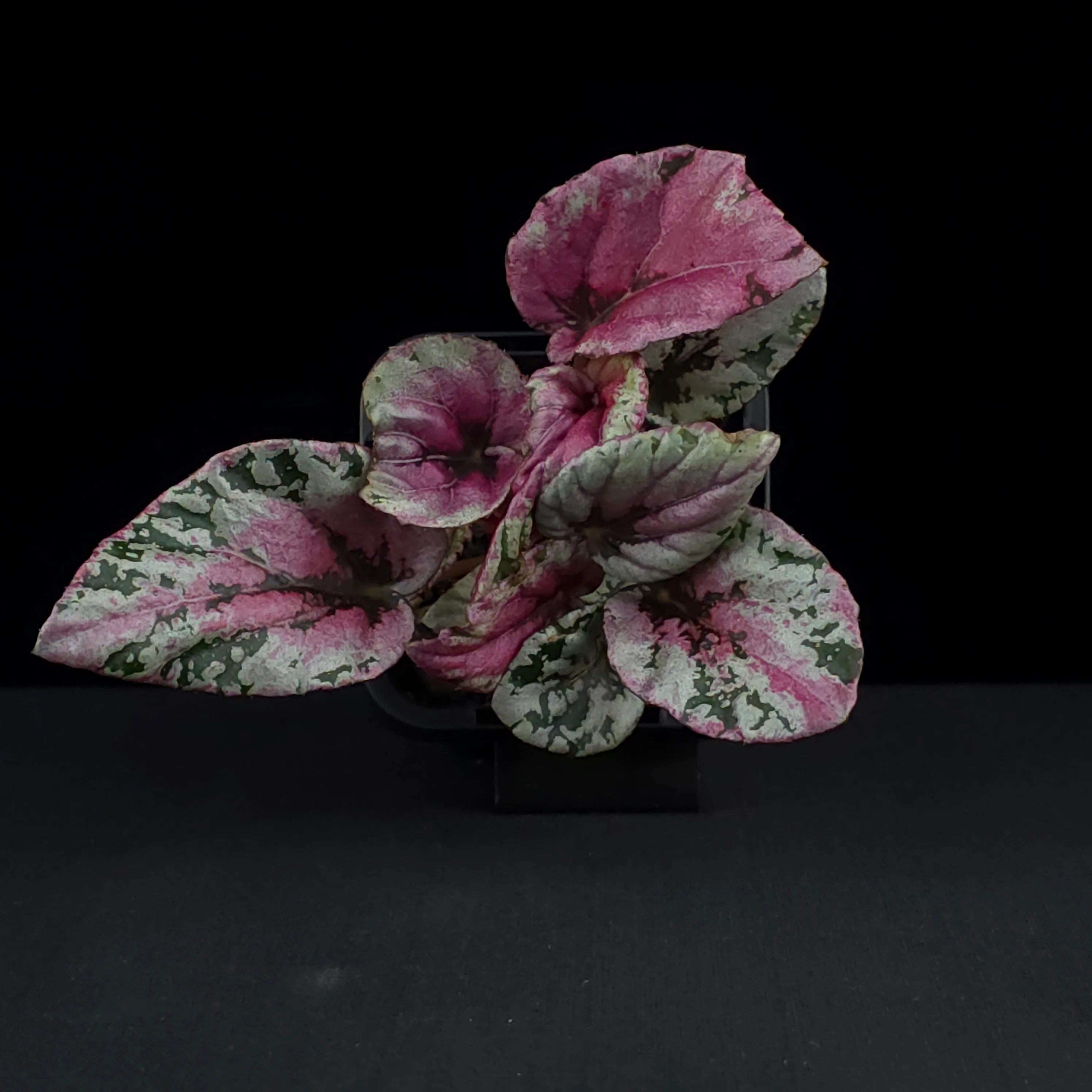 Begonia 'Maui Sunset' (WA Prohibited) - Image 4