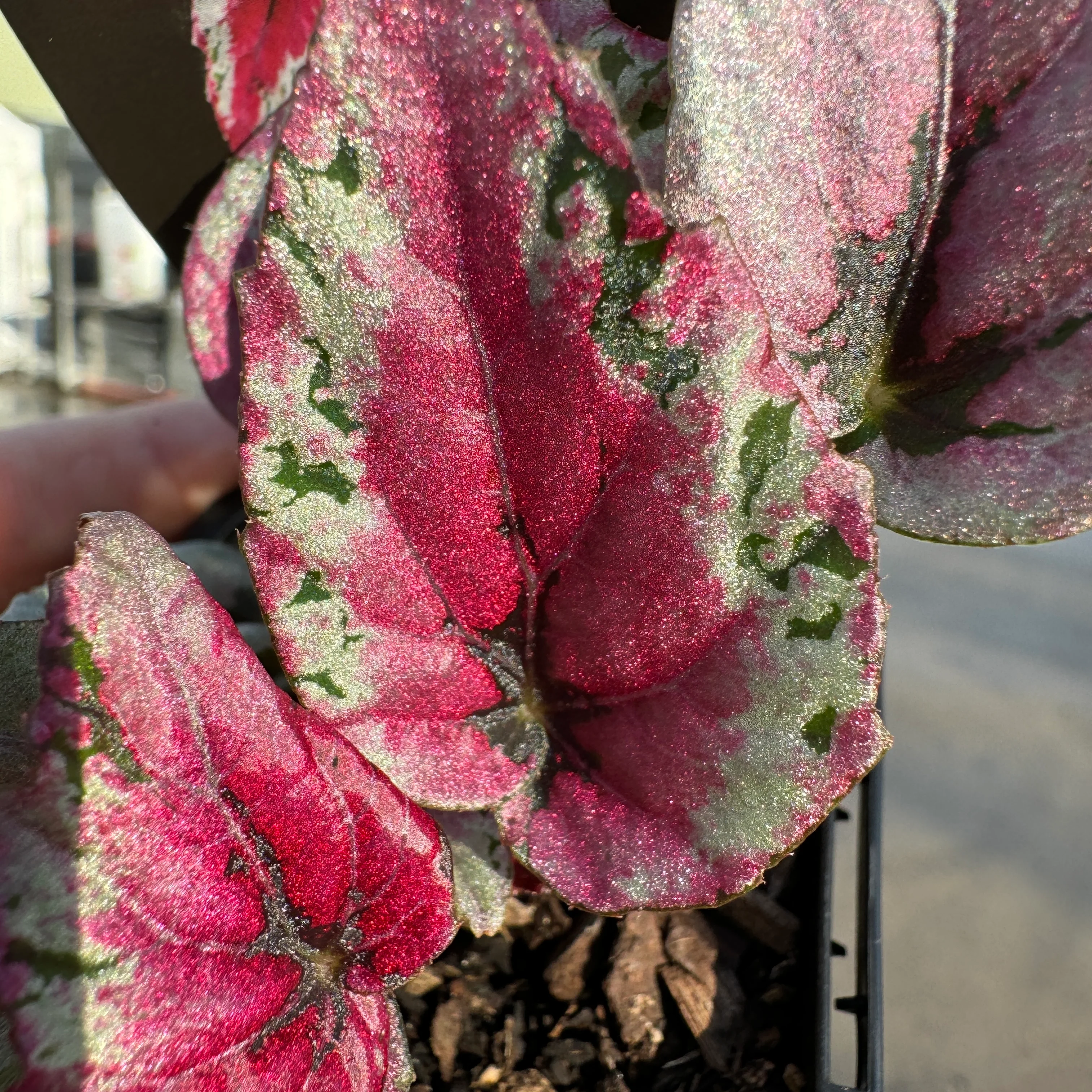 Begonia 'Maui Sunset' (WA Prohibited) - Image 5