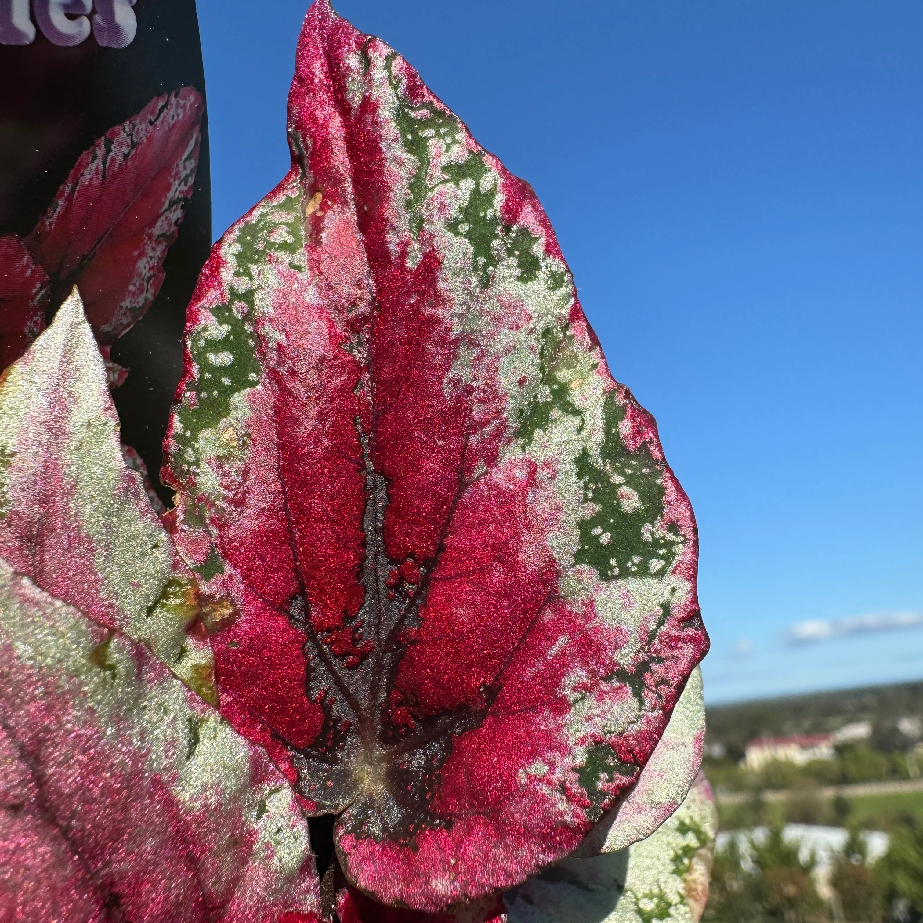 Begonia 'Maui Sunset' (WA Prohibited) - Image 6