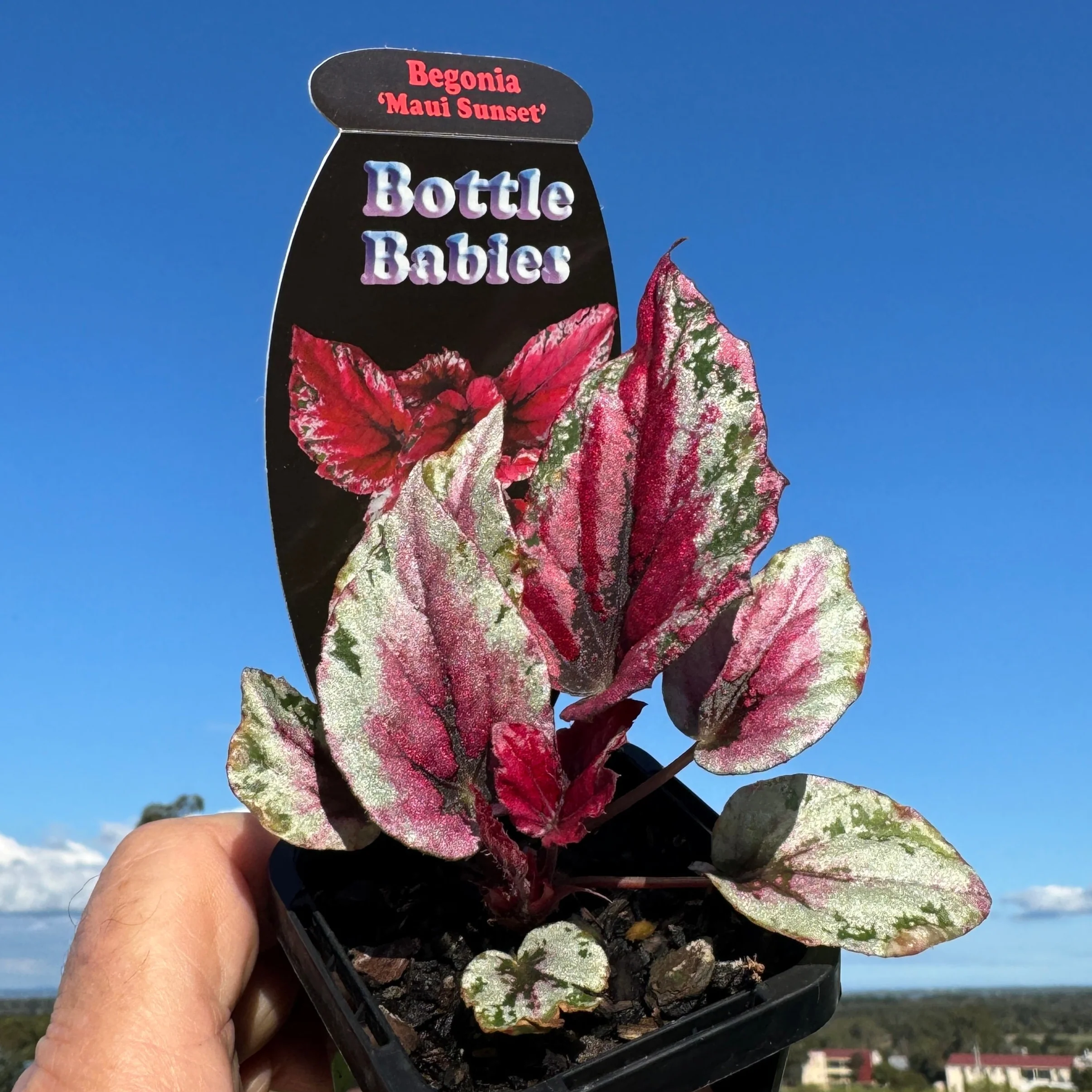 Begonia 'Maui Sunset' (WA Prohibited) - Image 7