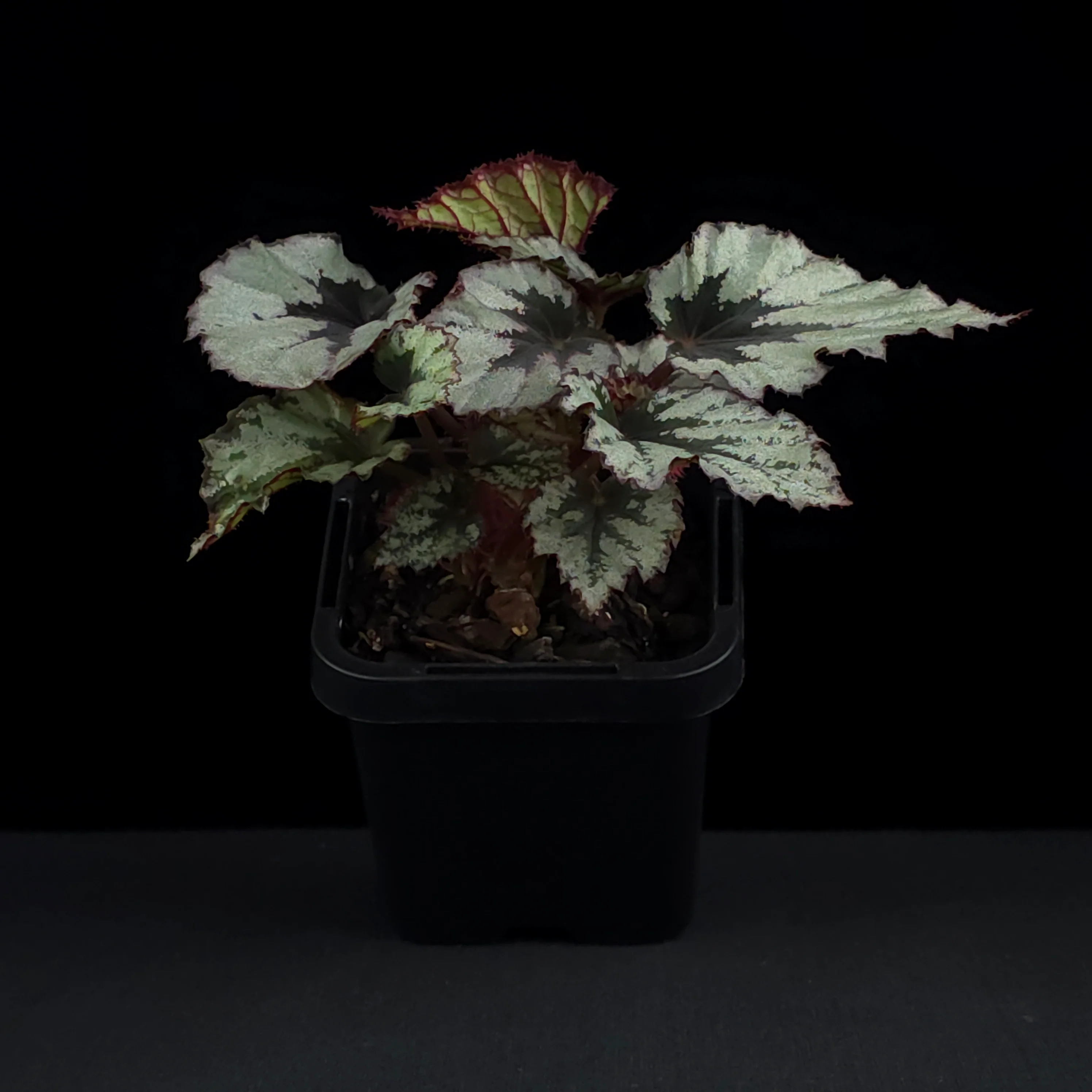 Begonia 'Nordic Glacier' (WA Prohibited) - Image 2