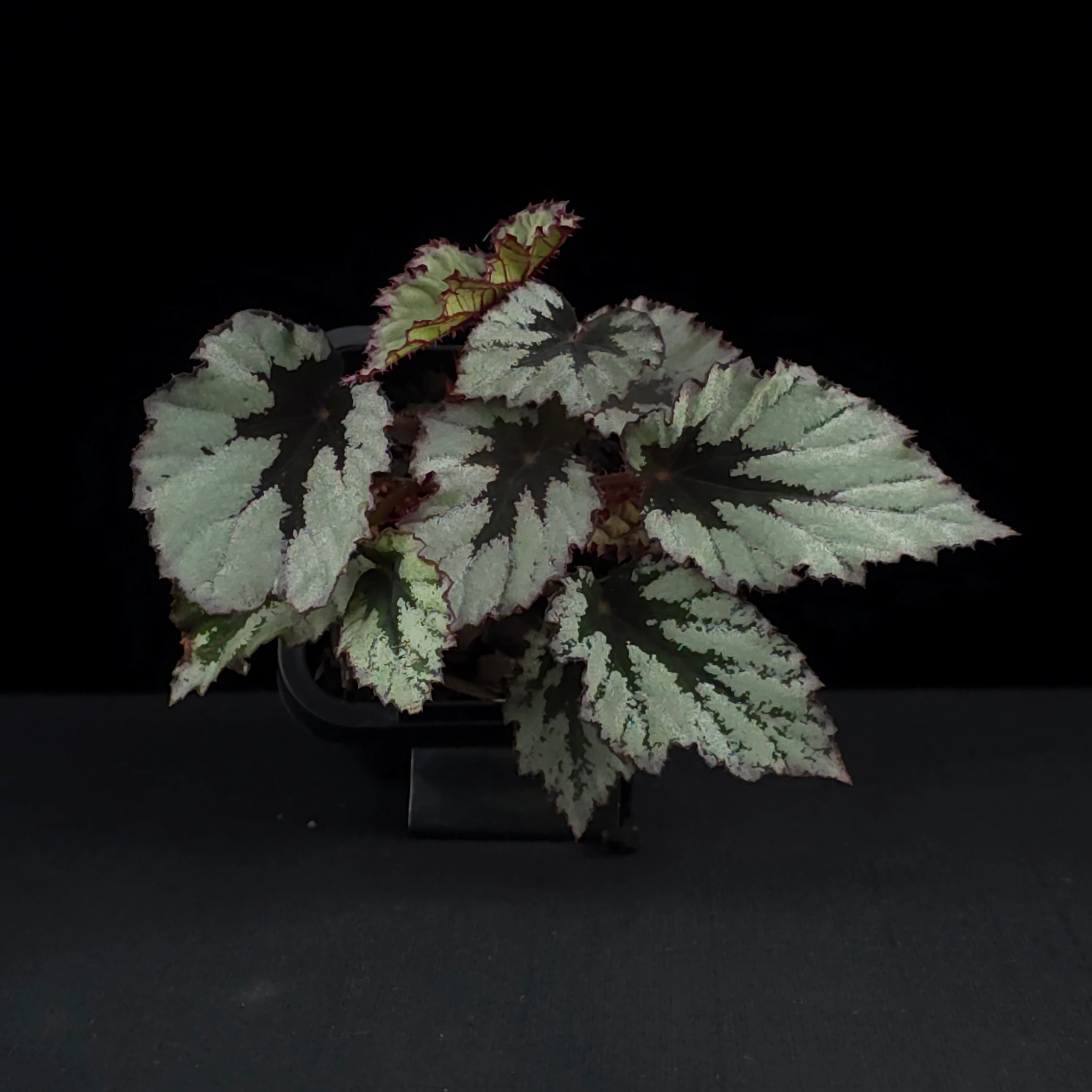 Begonia 'Nordic Glacier' (WA Prohibited) - Image 3