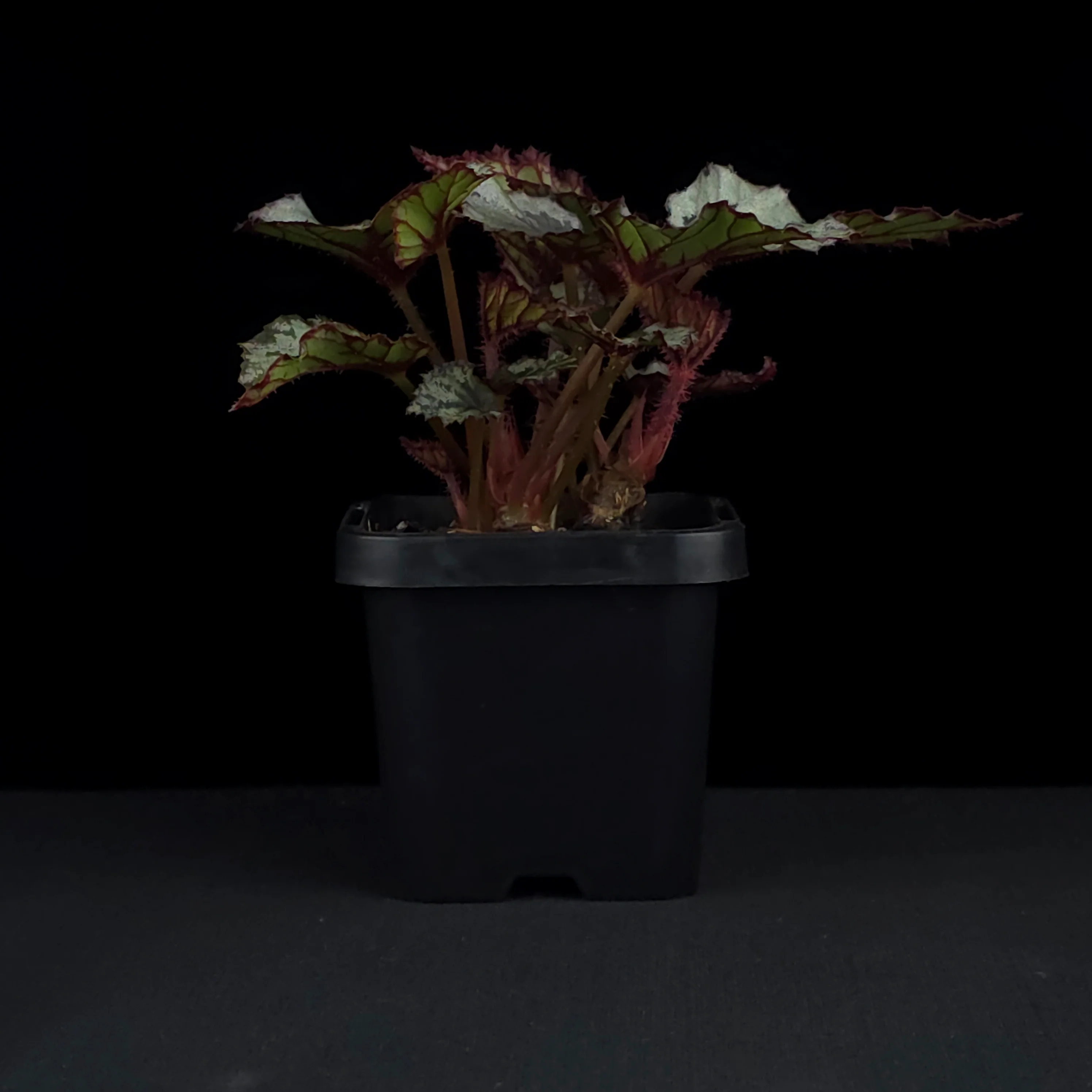 Begonia 'Nordic Glacier' (WA Prohibited) - Image 4