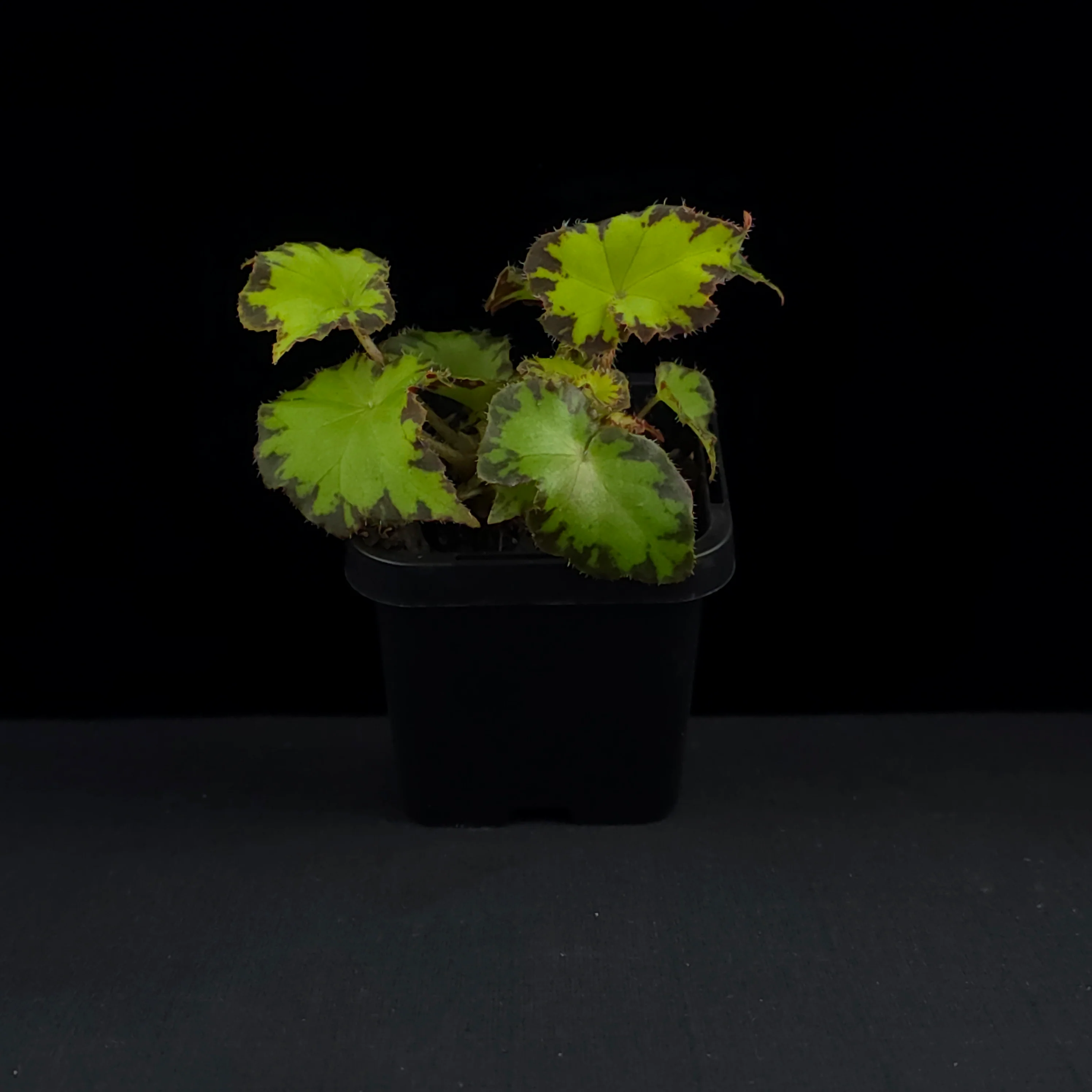 Begonia 'Party Dress' (WA Prohibited) - Image 3