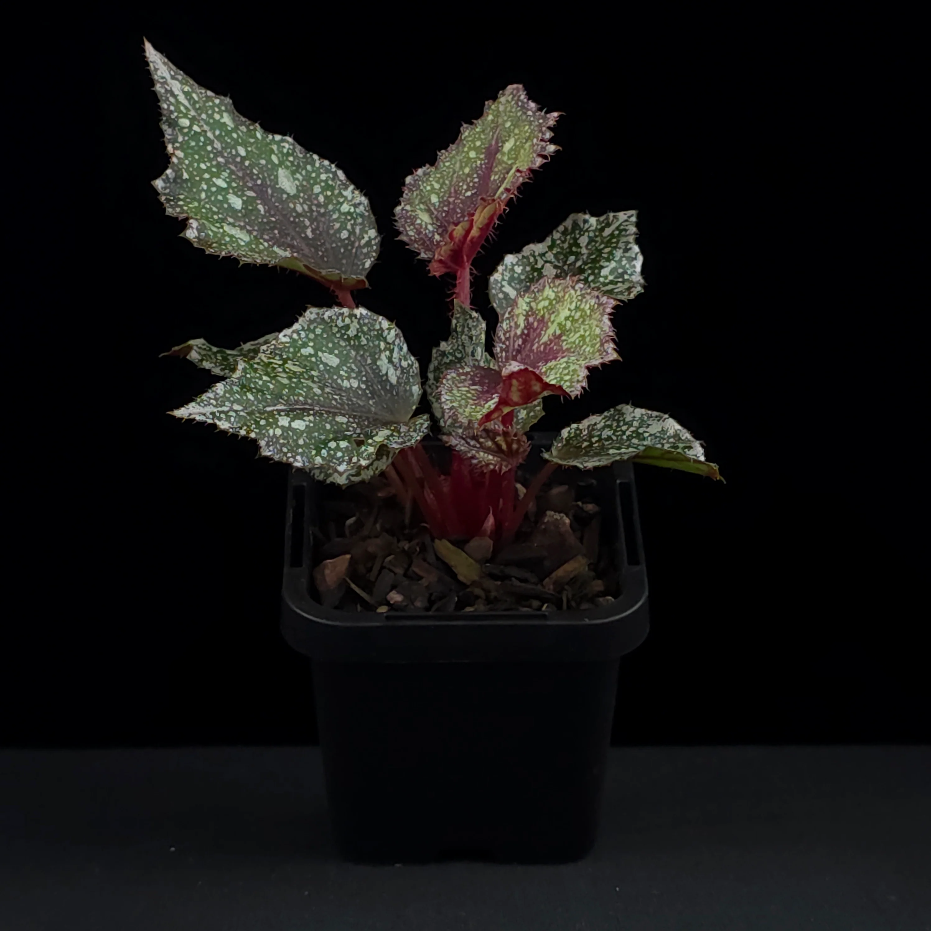 Begonia 'Speckles' (WA Prohibited) - Image 3