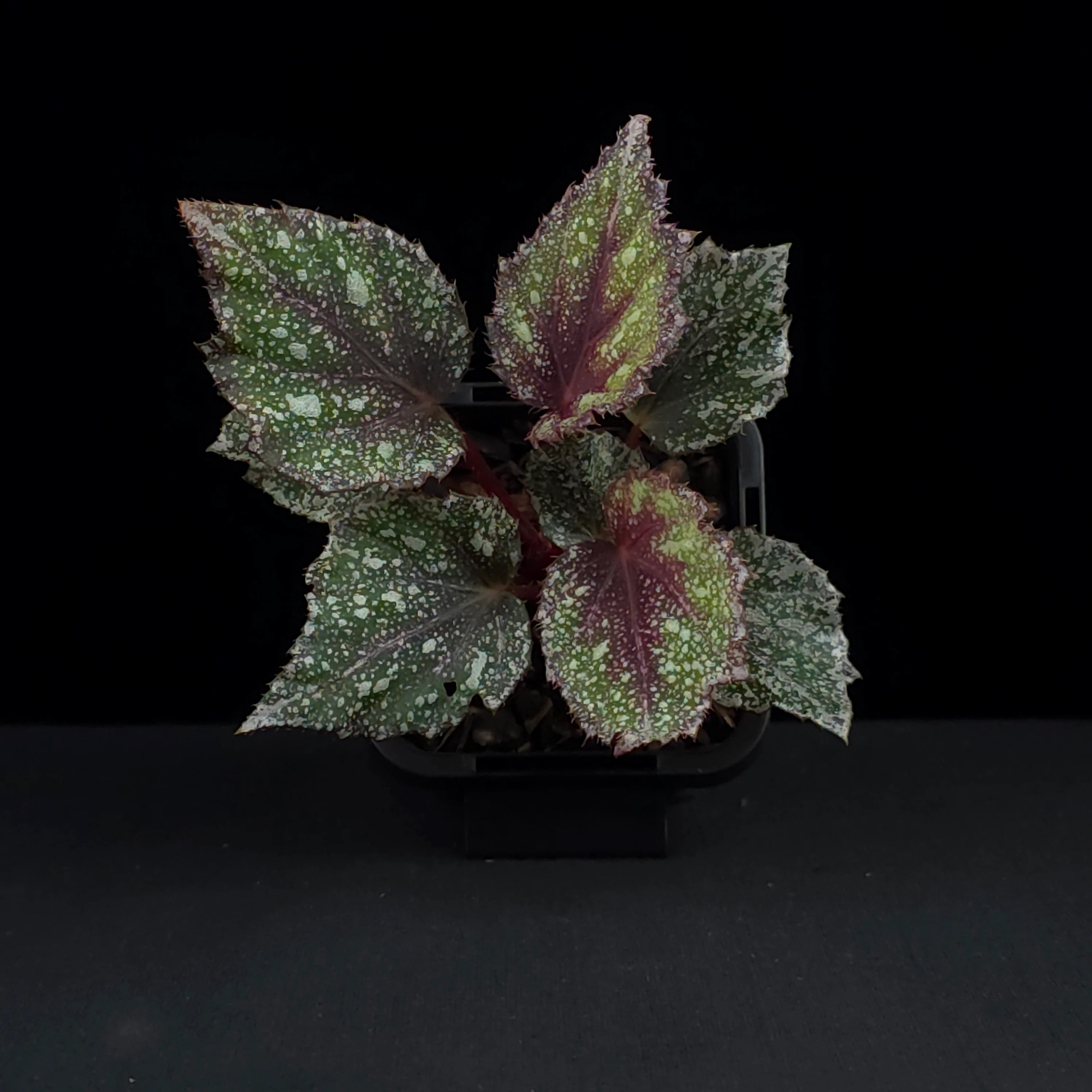 Begonia 'Speckles' (WA Prohibited) - Image 4