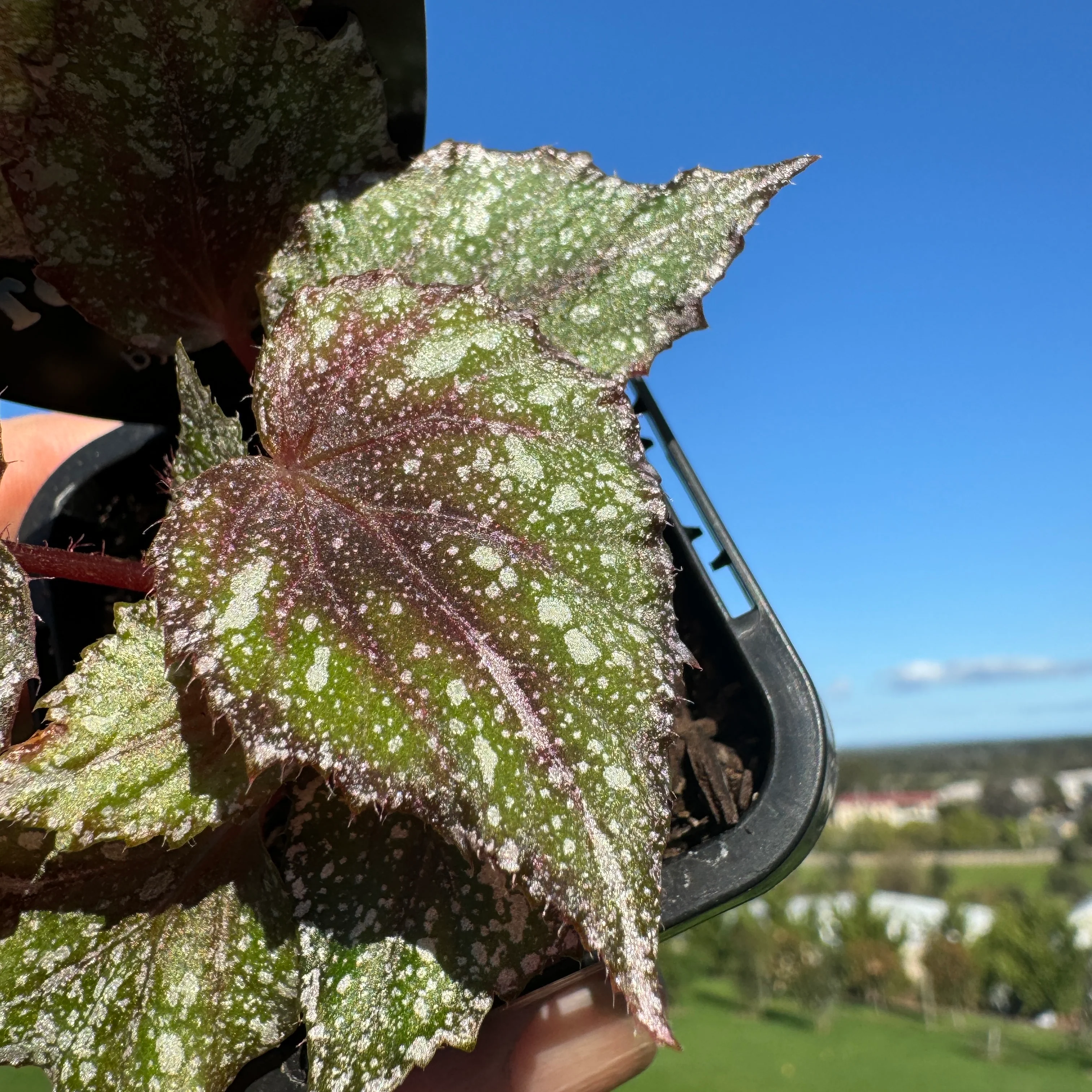 Begonia 'Speckles' (WA Prohibited) - Image 5