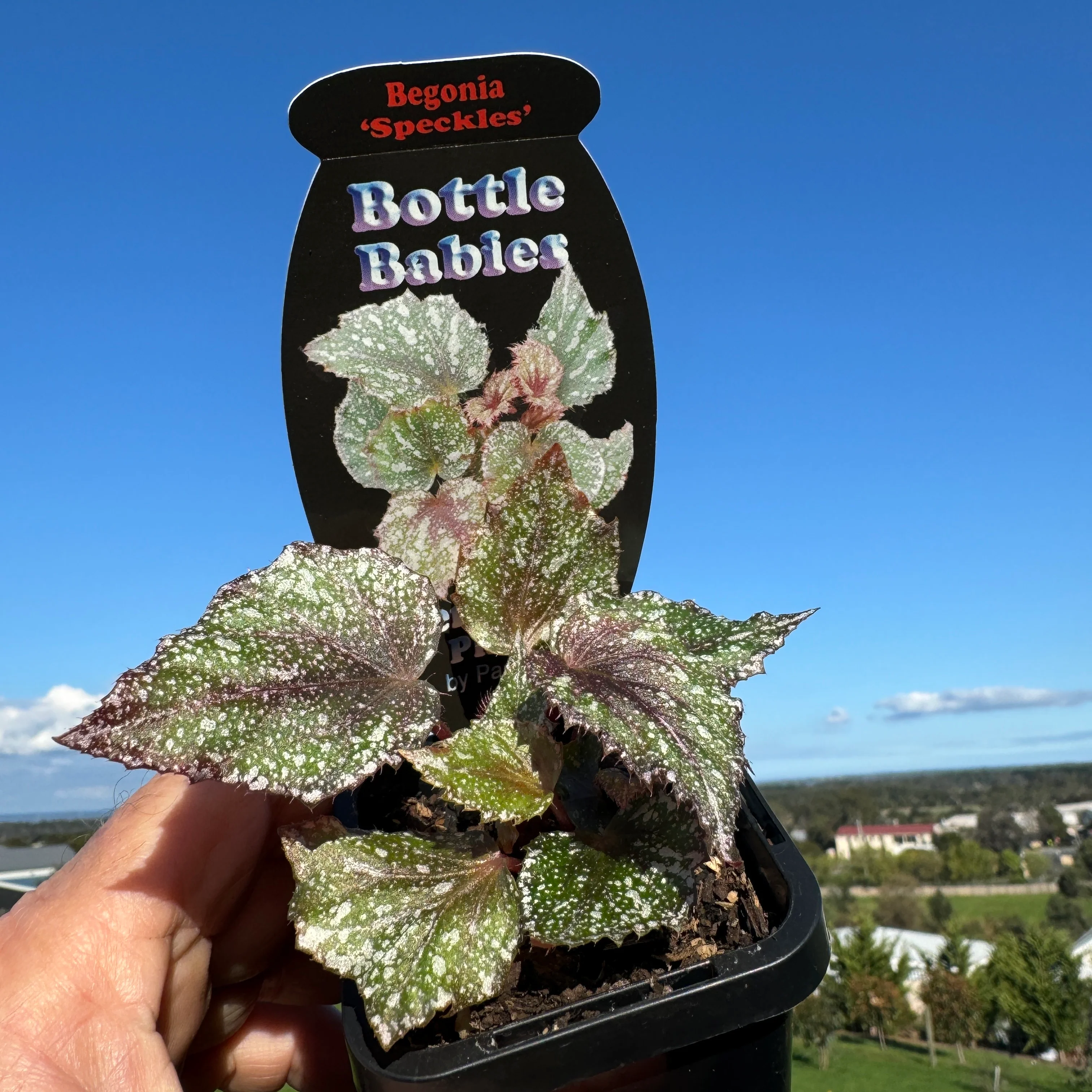 Begonia 'Speckles' (WA Prohibited) - Image 6