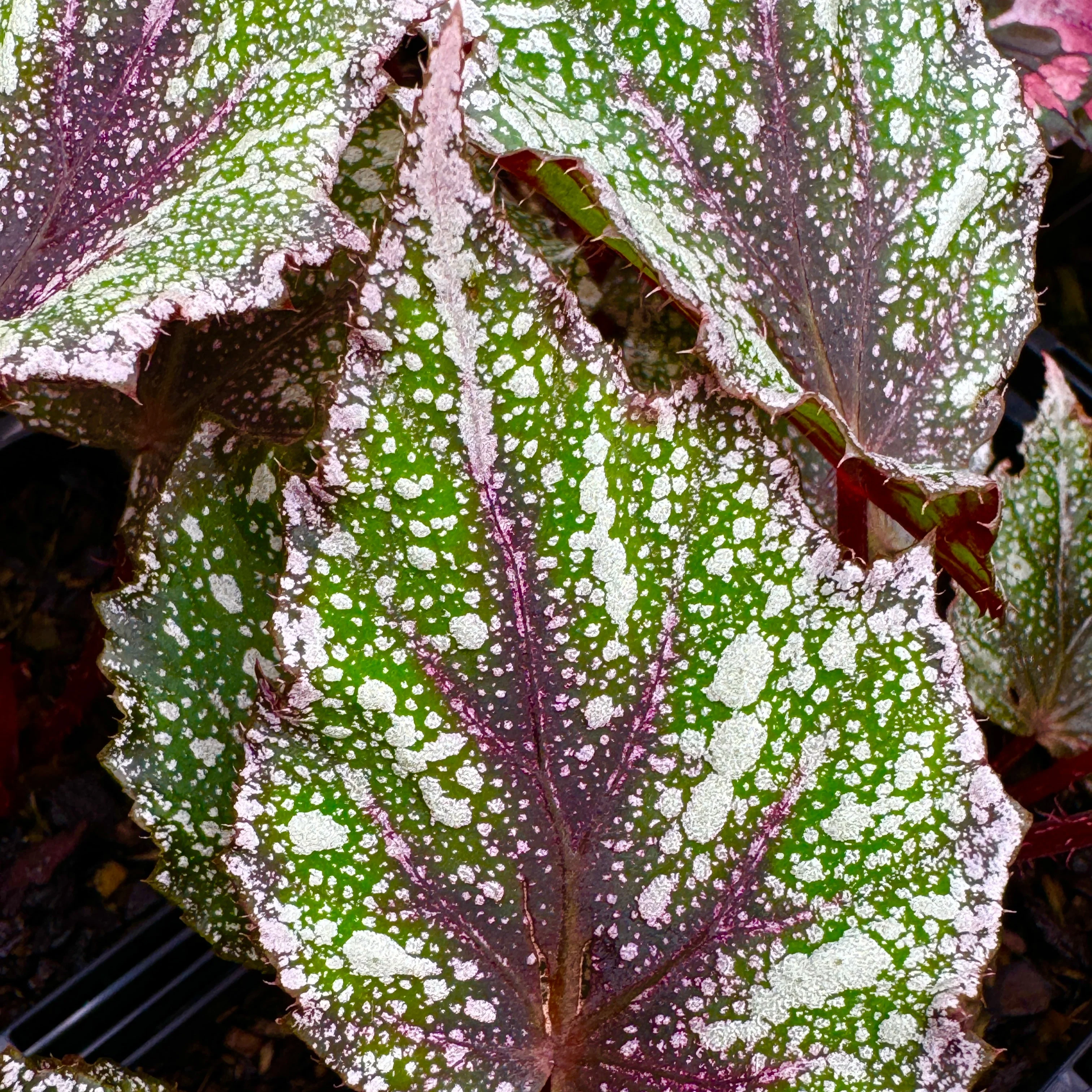 Begonia 'Speckles' (WA Prohibited) - Image 7