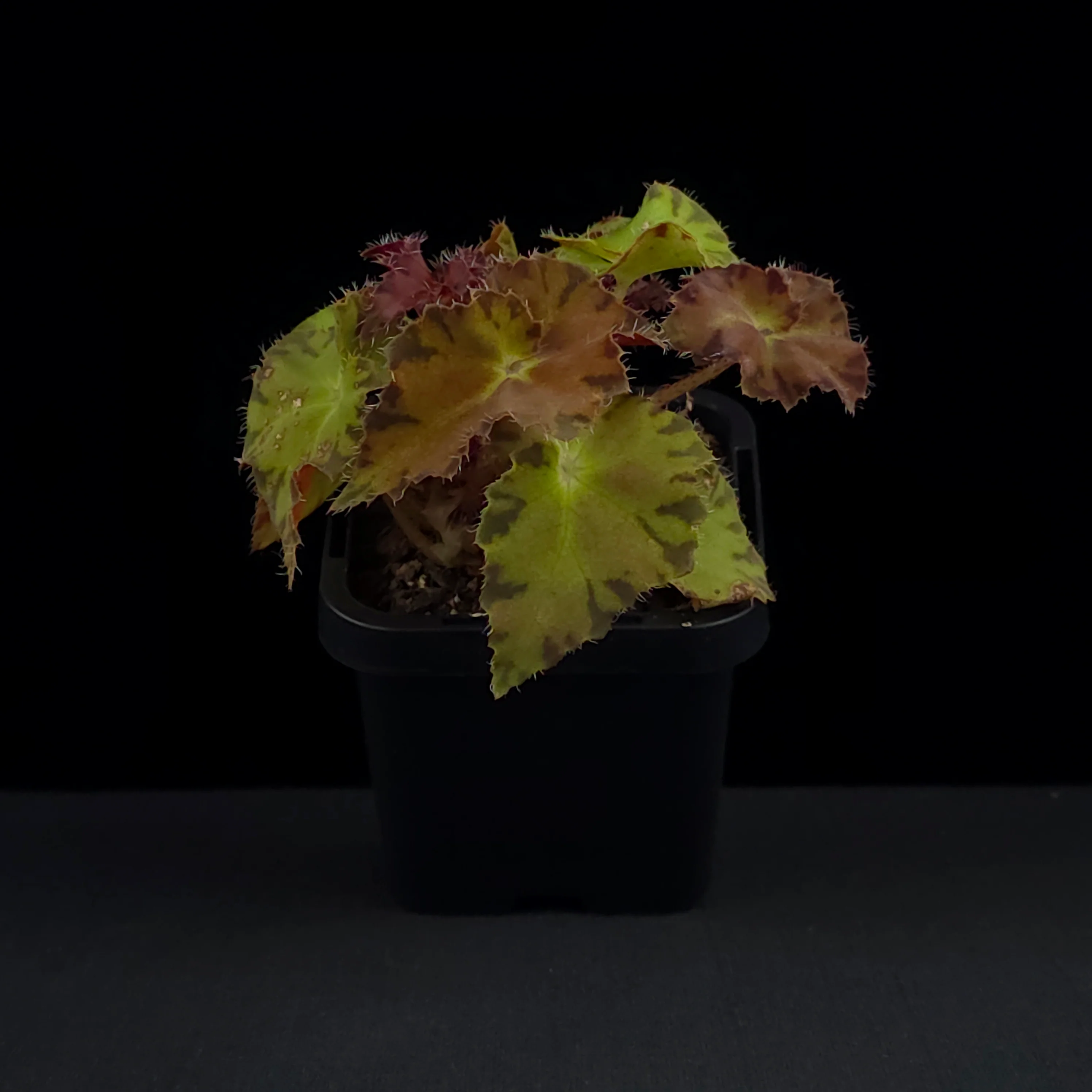 Begonia 'Sunset Blaze' (WA prohibited) - Image 3