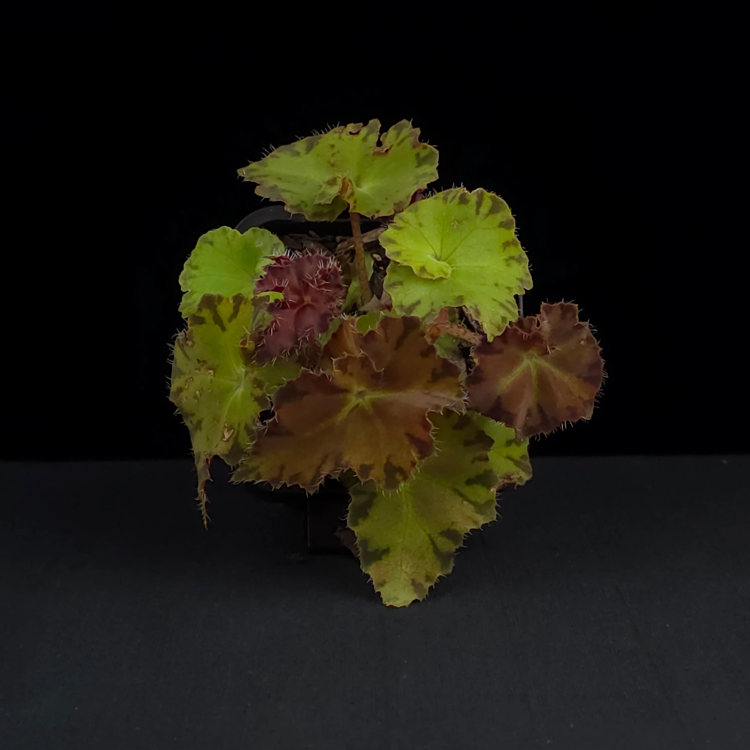 Begonia 'Sunset Blaze' (WA prohibited) - Image 4