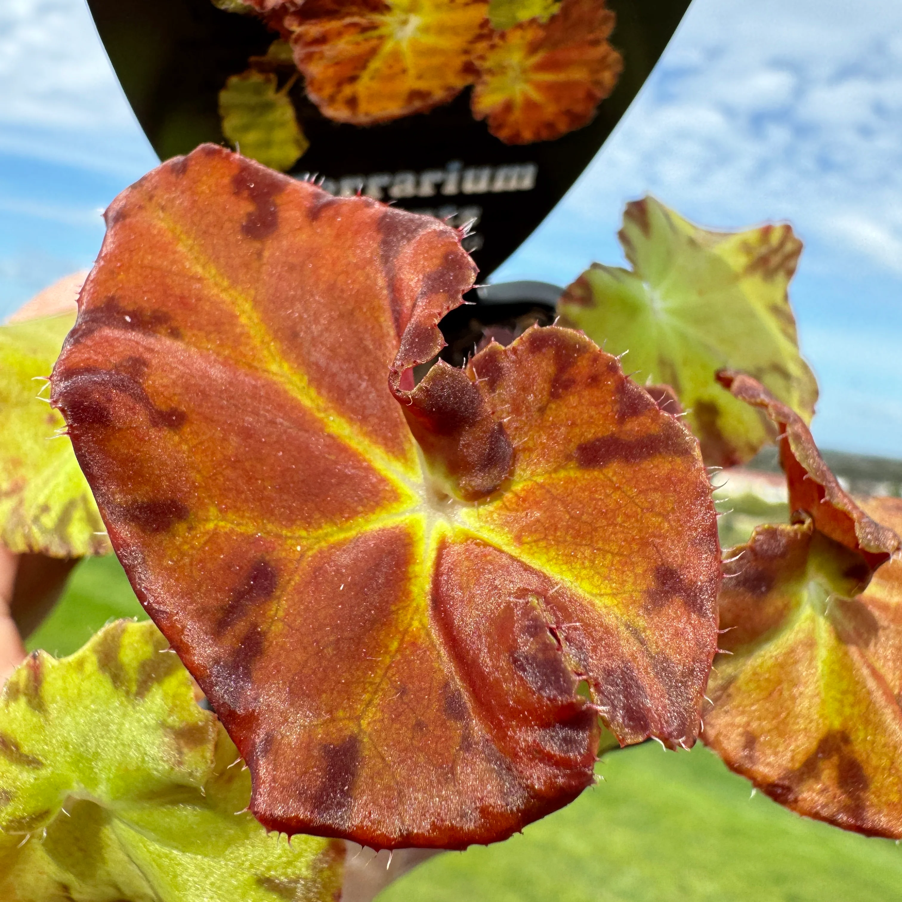 Begonia 'Sunset Blaze' (WA prohibited) - Image 5