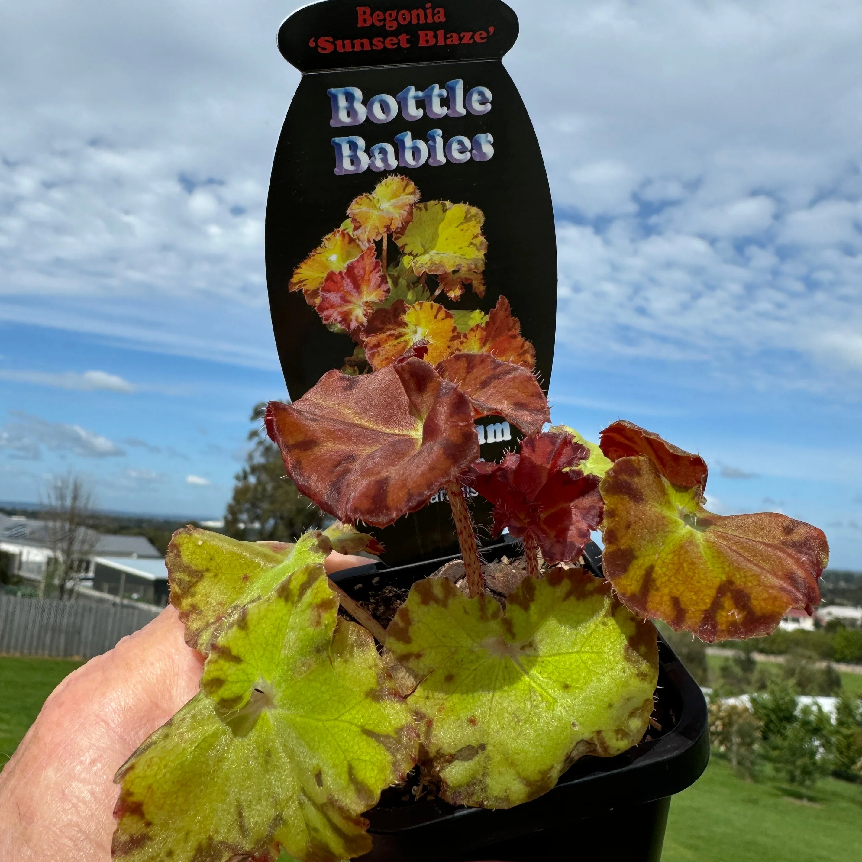 Begonia 'Sunset Blaze' (WA prohibited) - Image 6