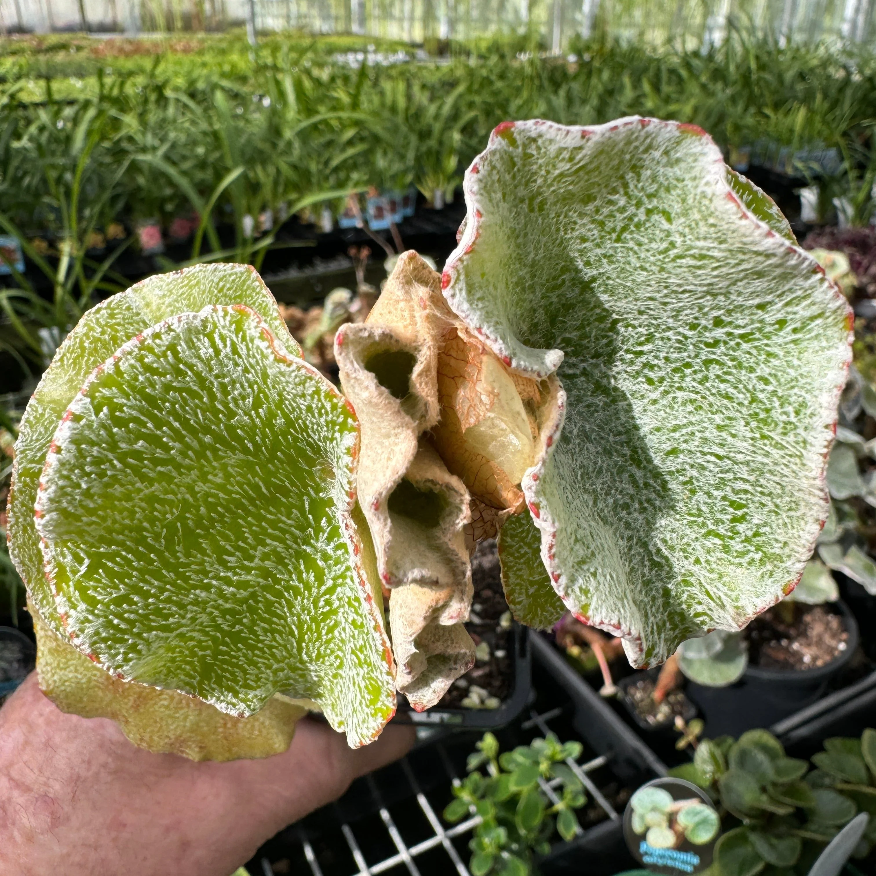 Begonia venosa (WA prohibited) - Image 3