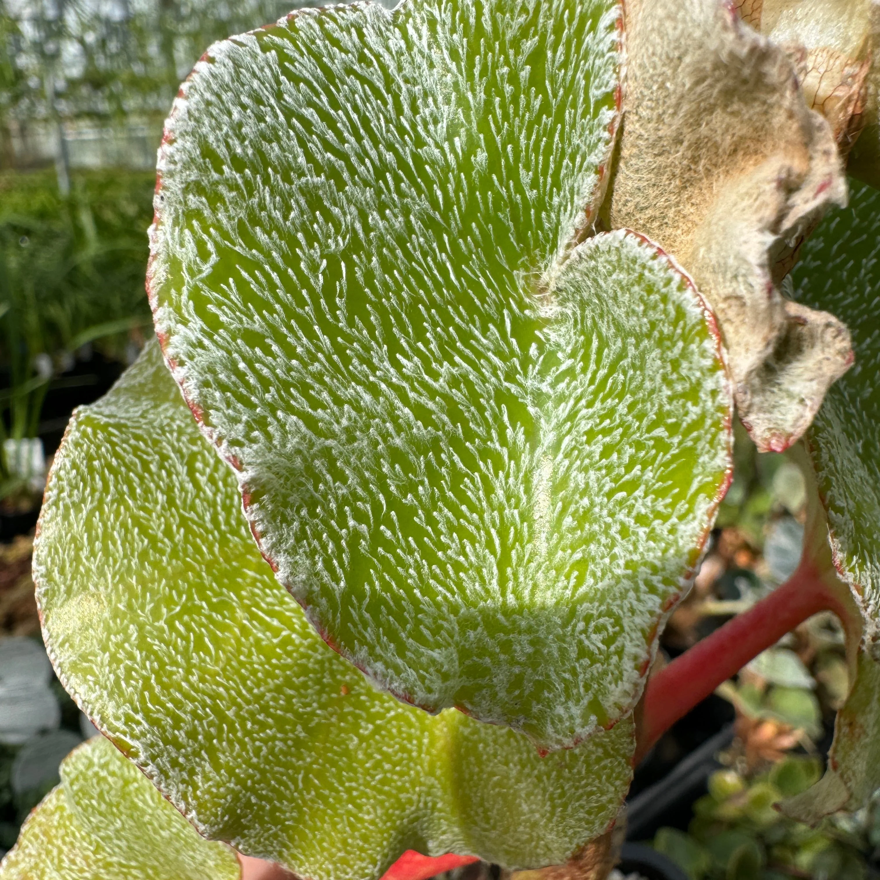 Begonia venosa (WA prohibited) - Image 4