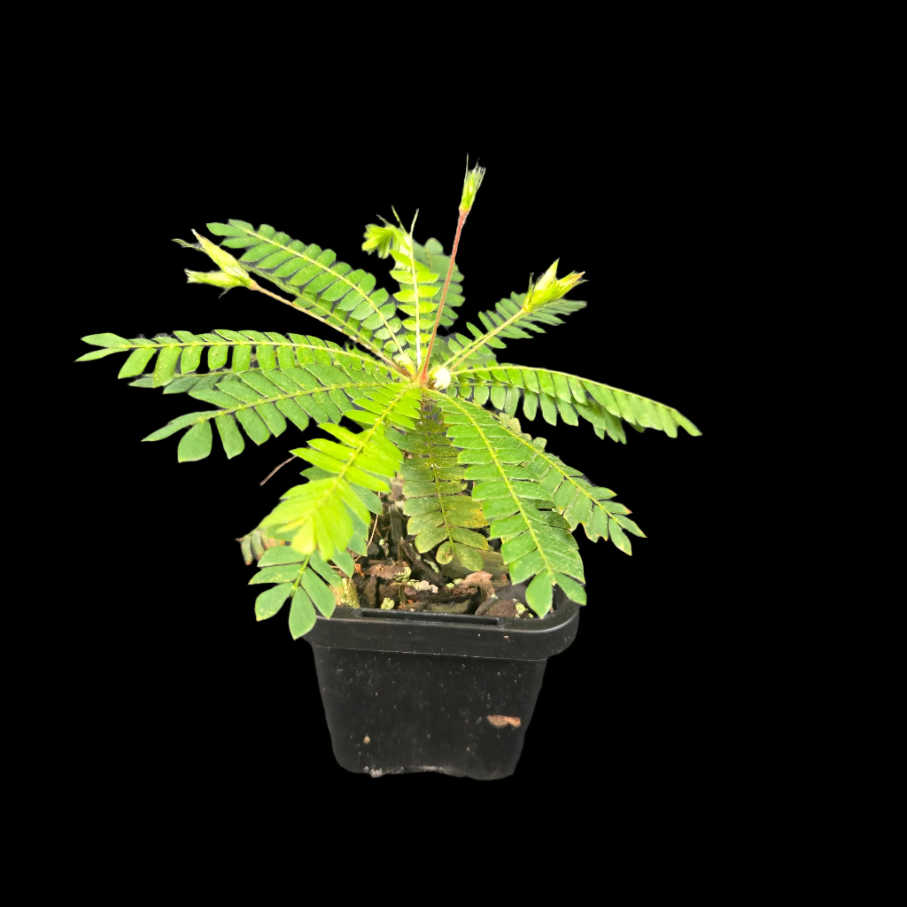 Biophytum sensitivum (WA Prohibited) - Image 2